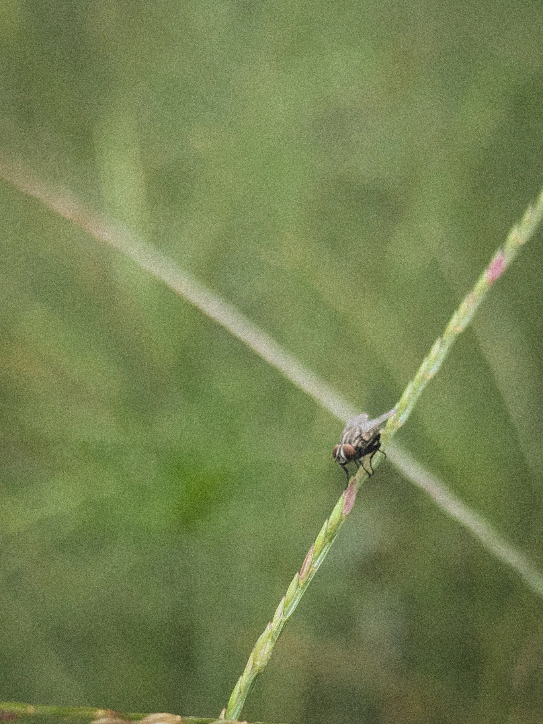 Fly No. 3.jpg