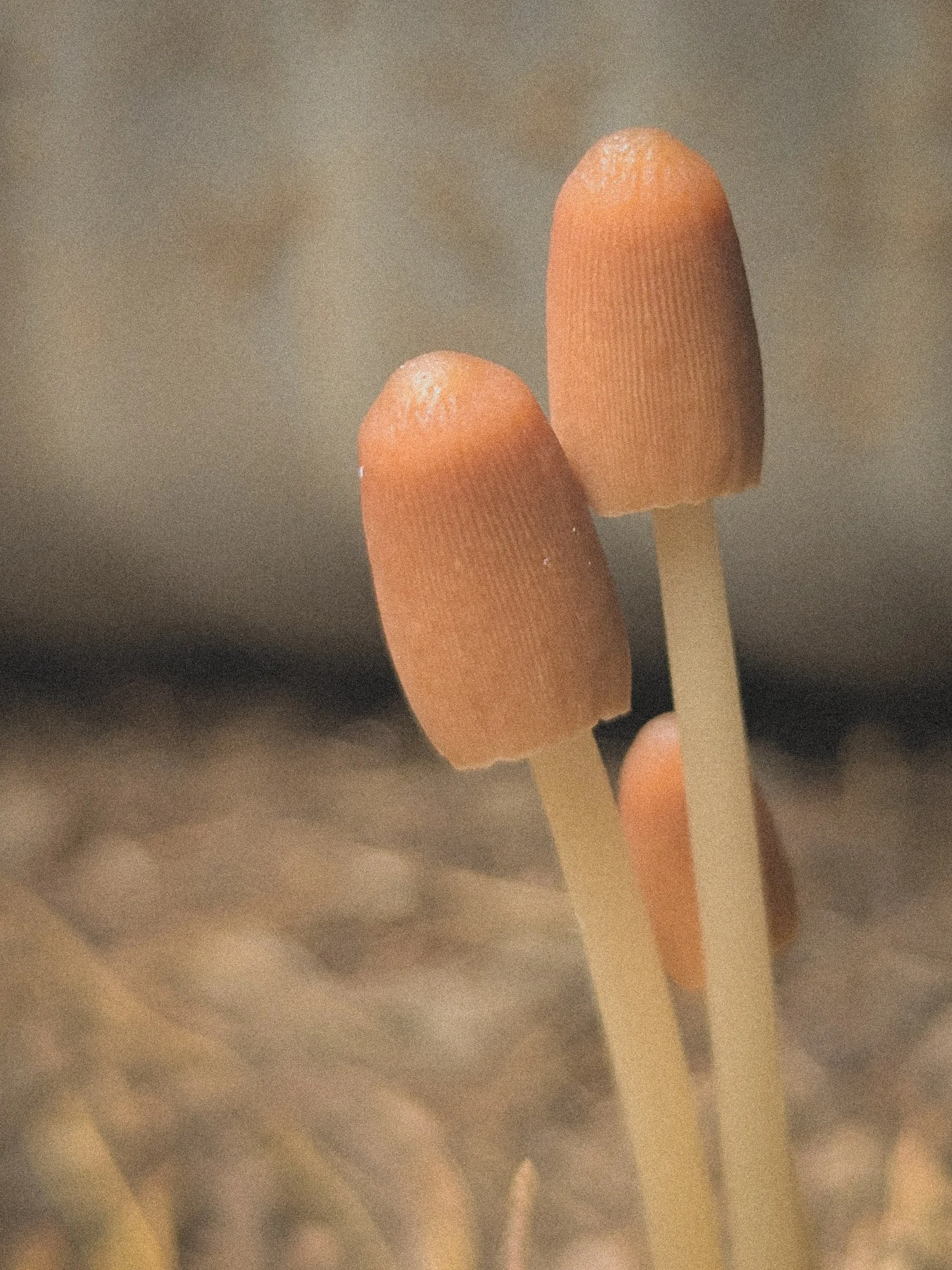 Mushrooms