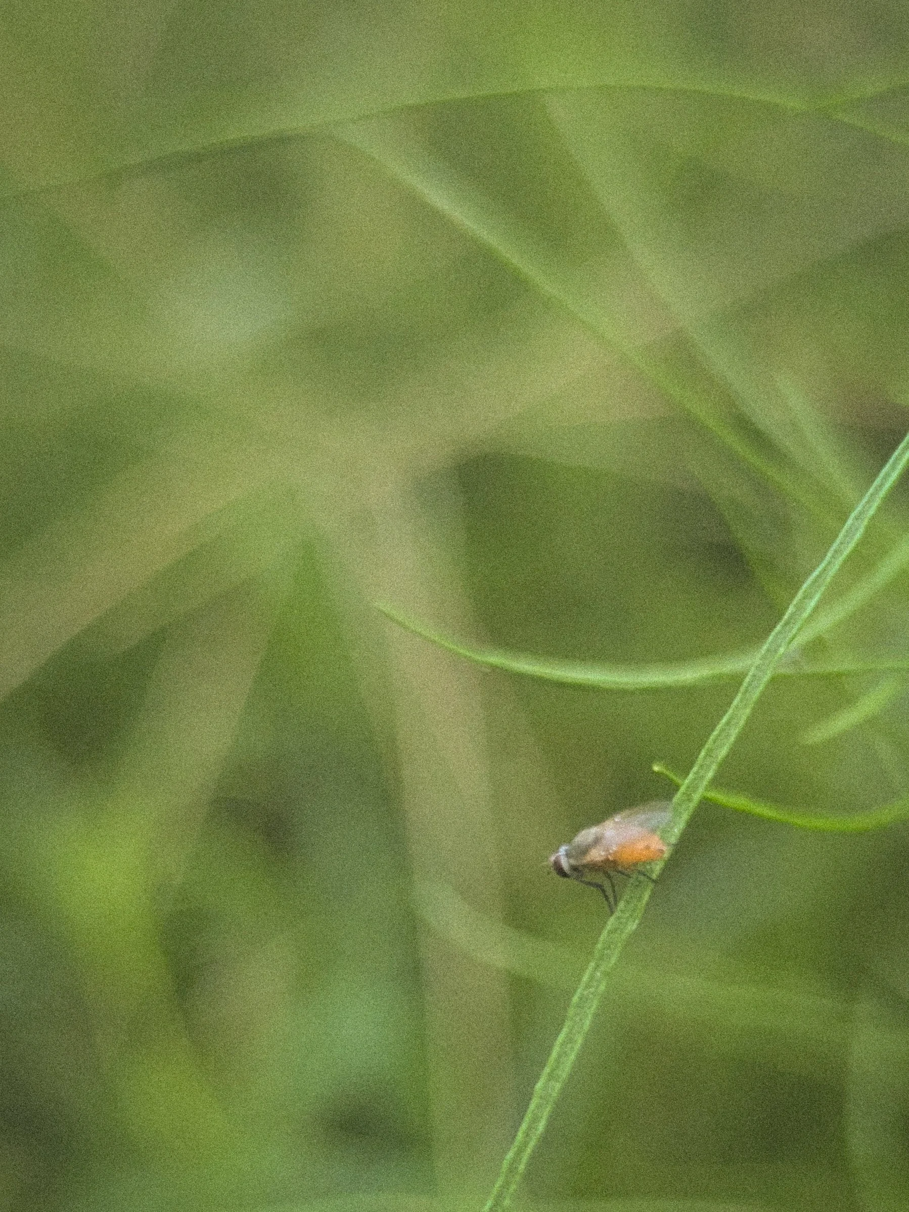 Fly No. 2.jpg