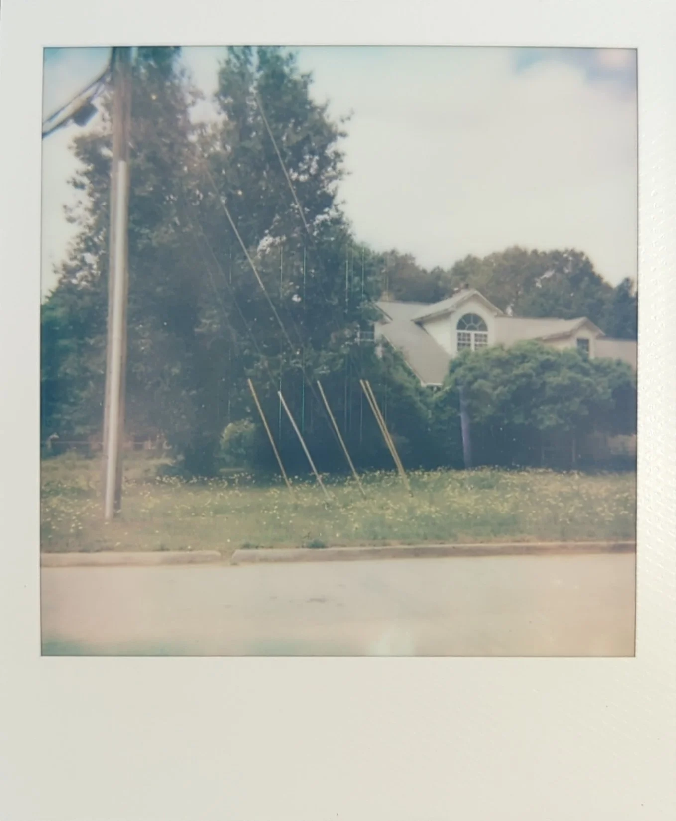 a yard full of dandelions polaroid.jpg