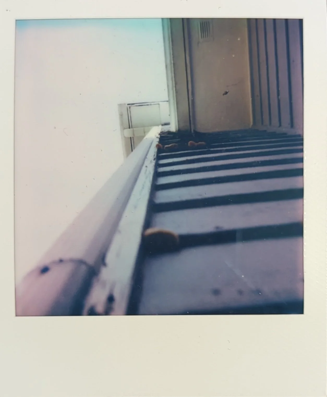 mushrooms on our house polaroid.jpg