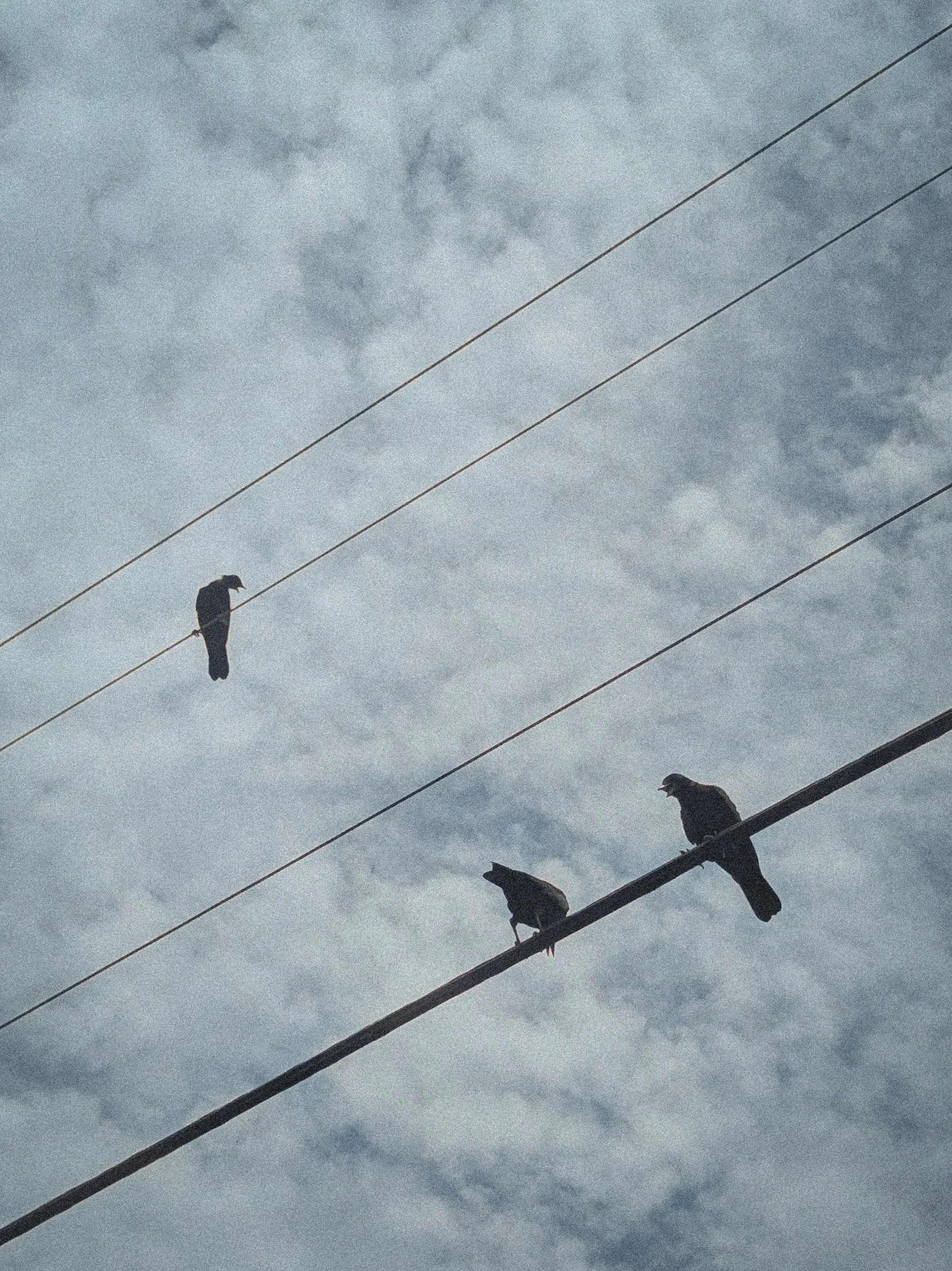 Three Birds on a Wire.jpg