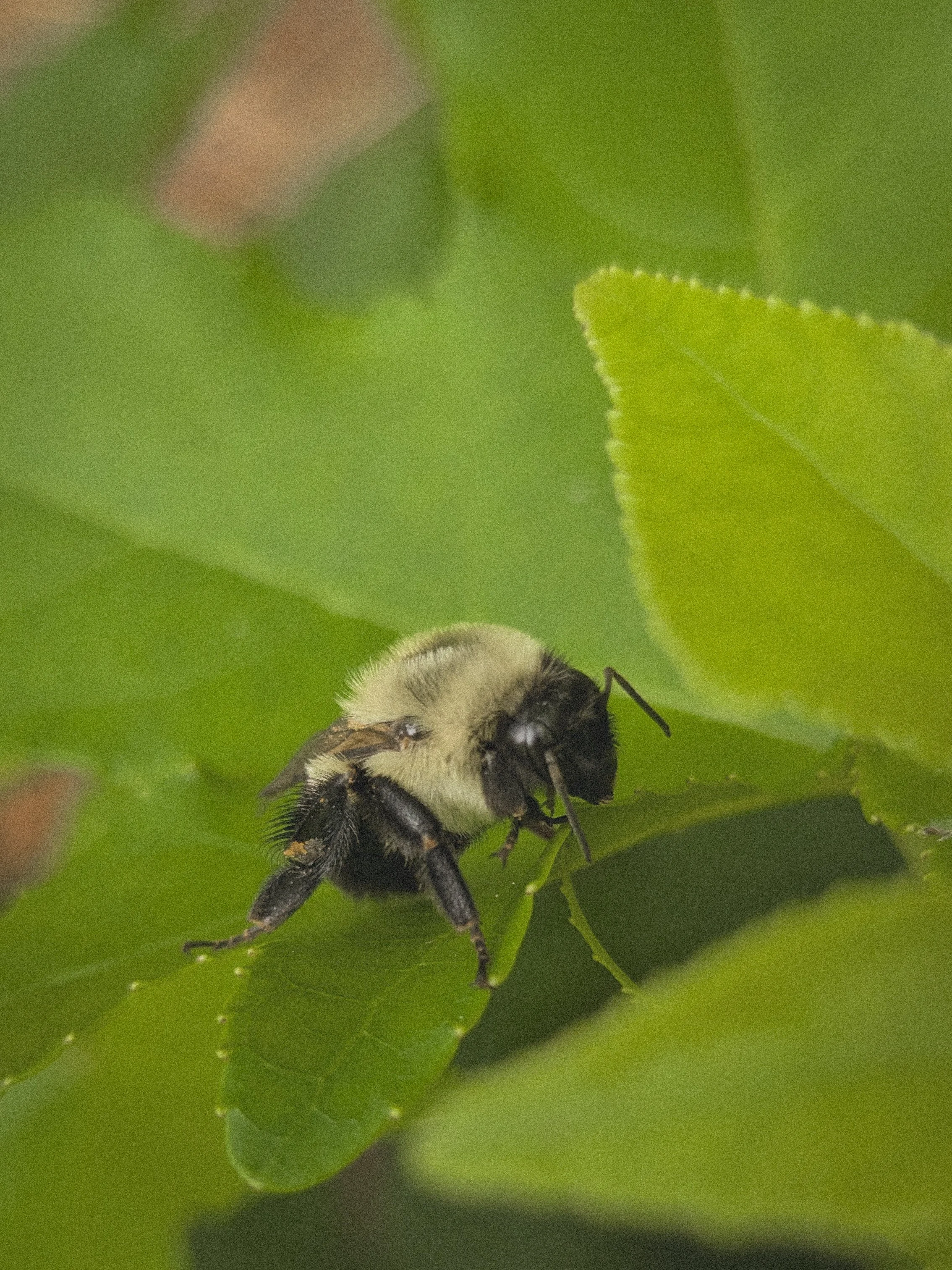 Insects