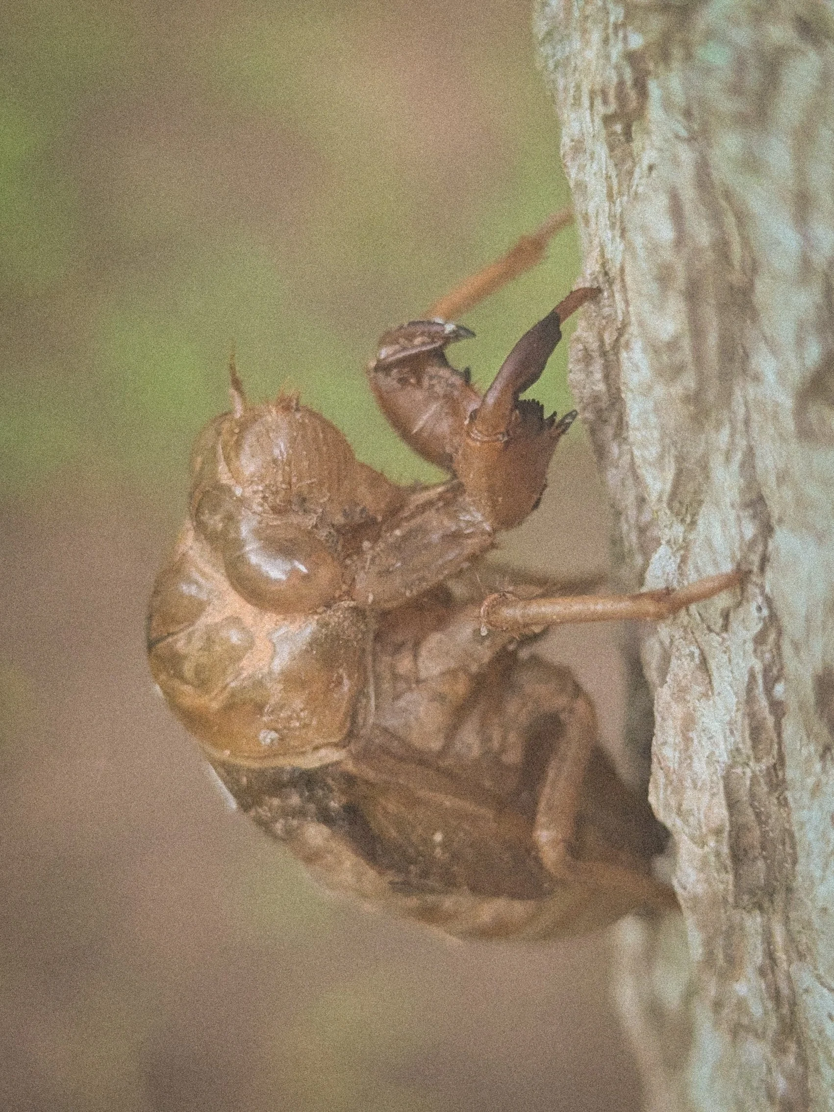 Cicada  Skin.jpg