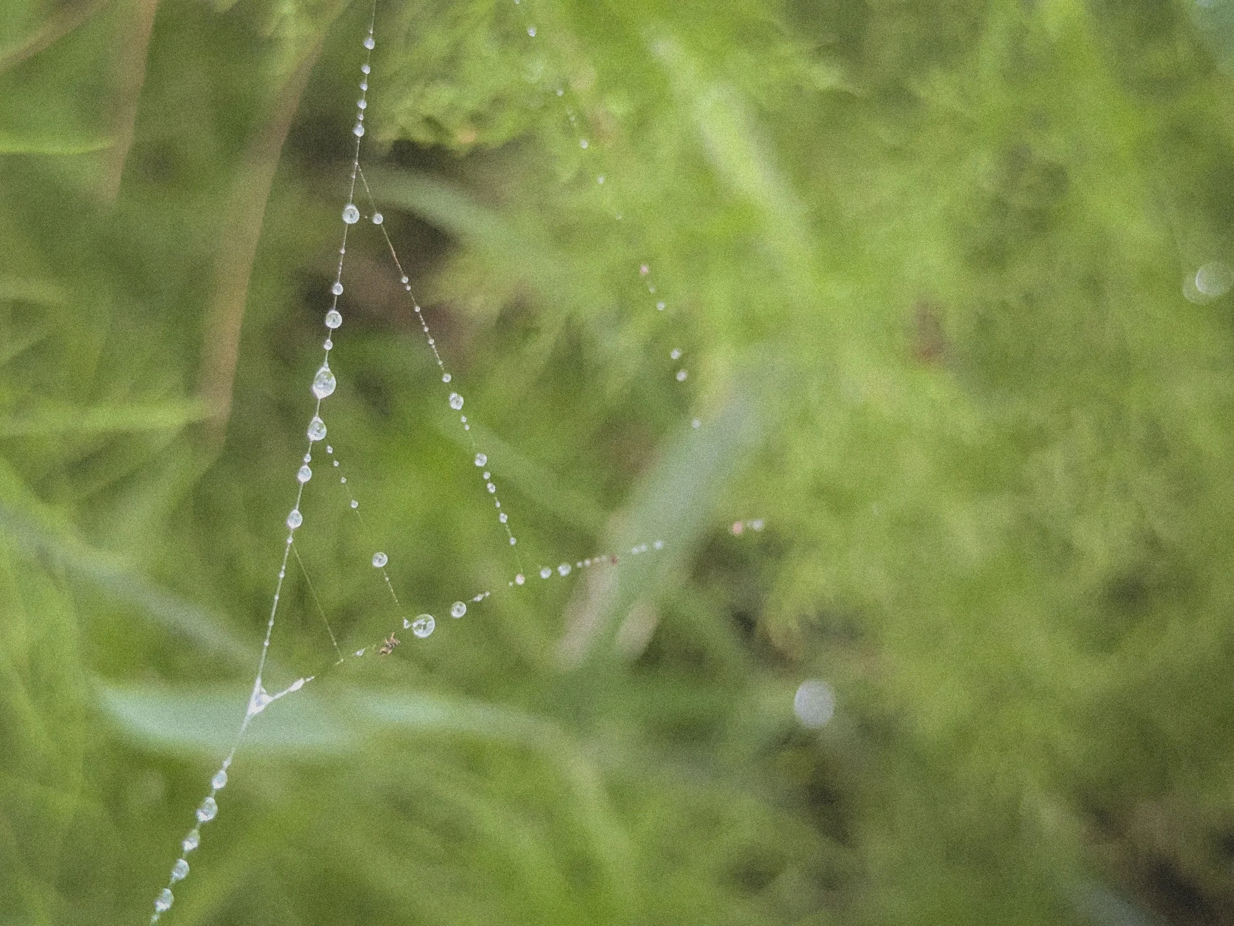 Spider Web with Dew Drops.jpg