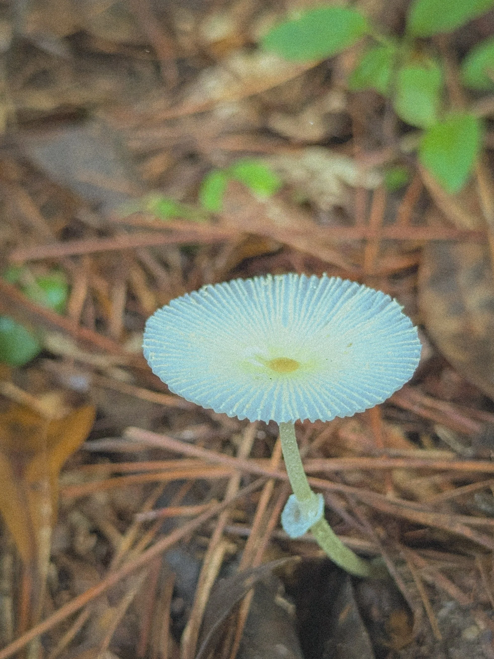 Fragile Dapperling.jpg
