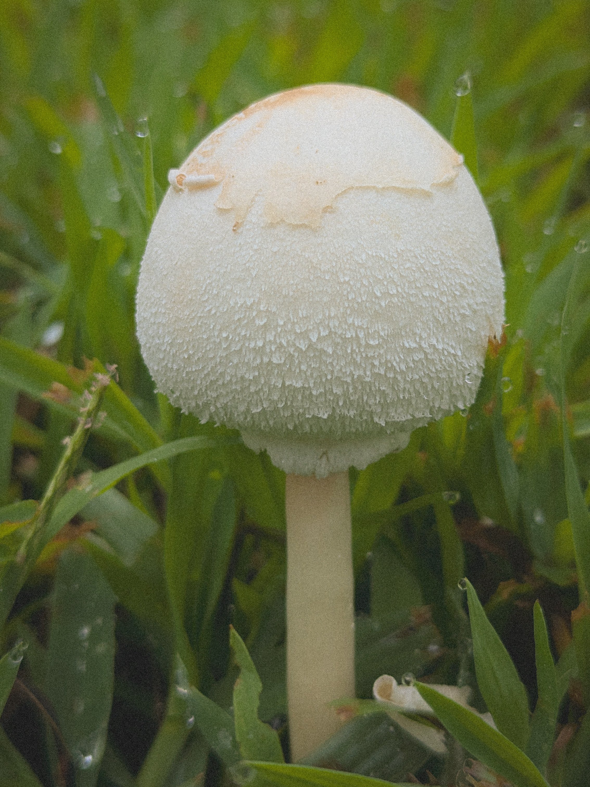 Leucocoprinus cepistipes.jpg