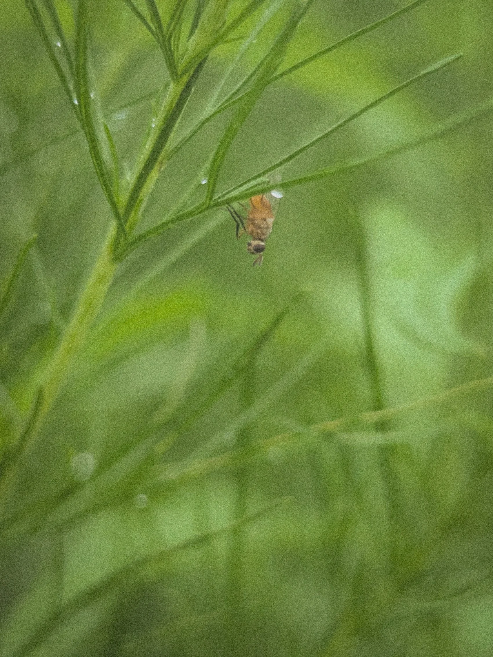 Fly No. 1.jpg