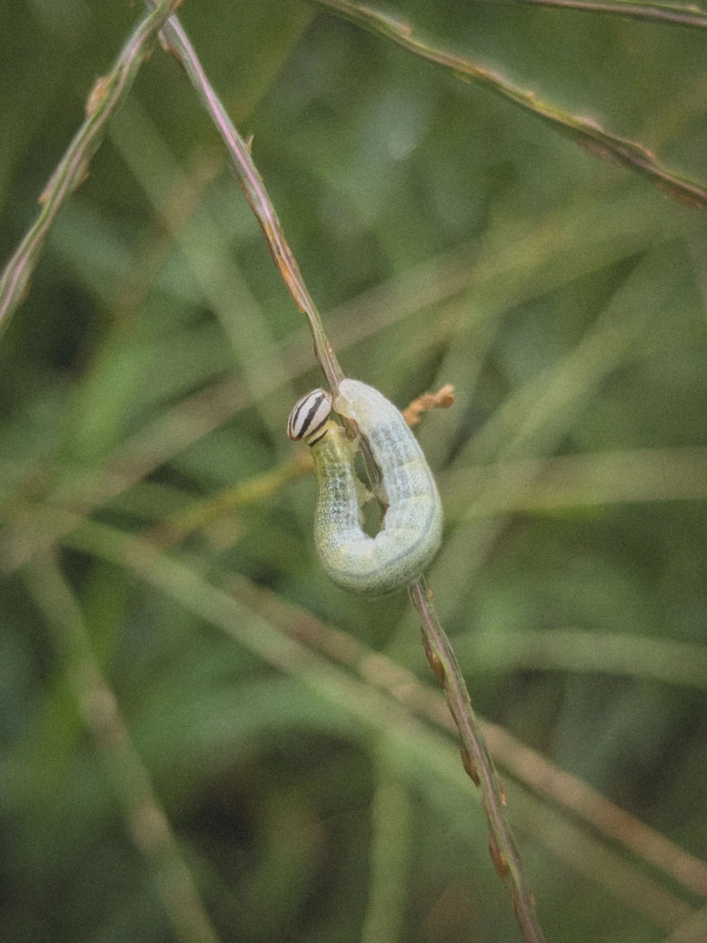 Clouded Skipper Caterpiller.jpg