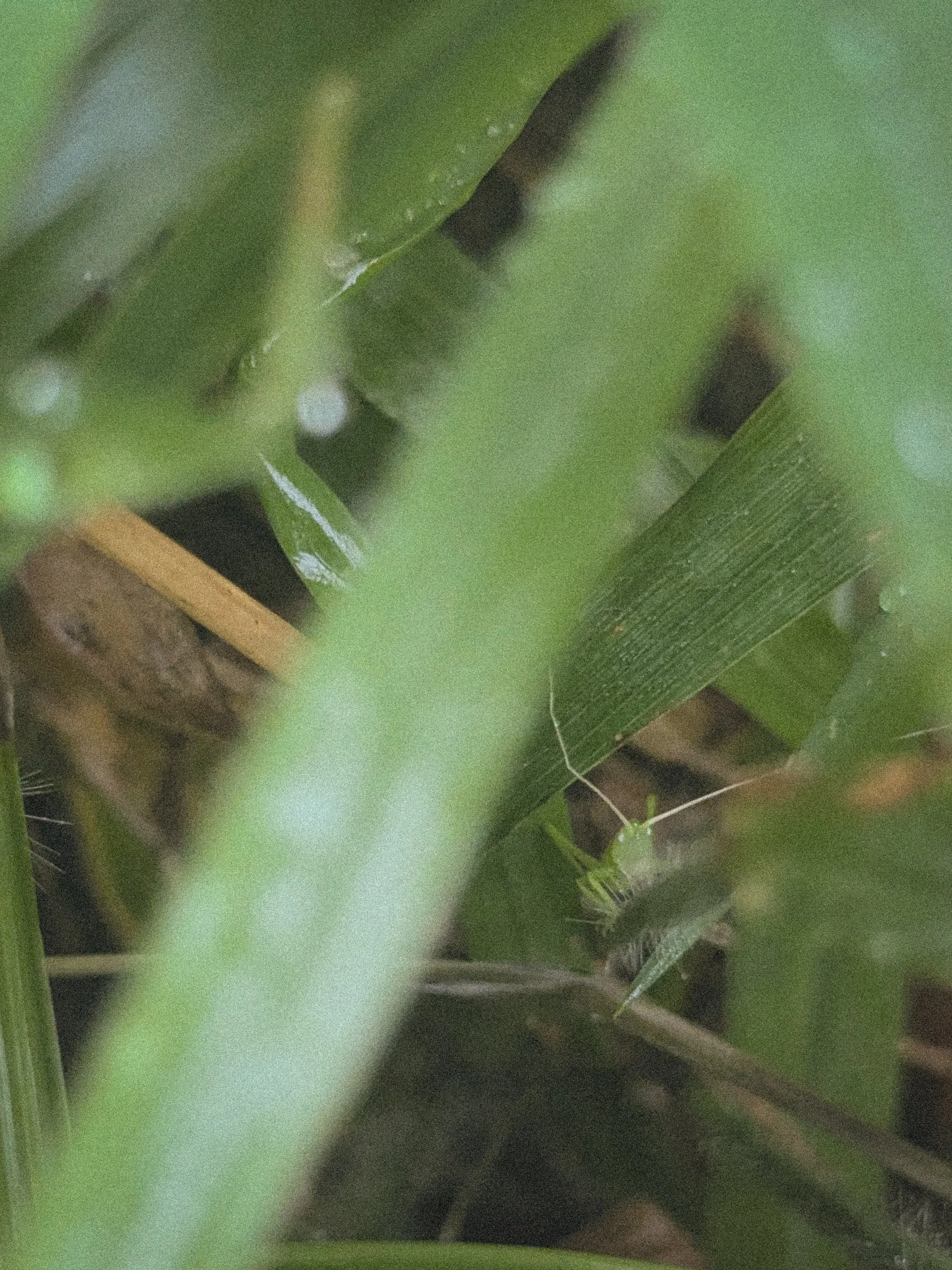 Green Grasshopper.jpg
