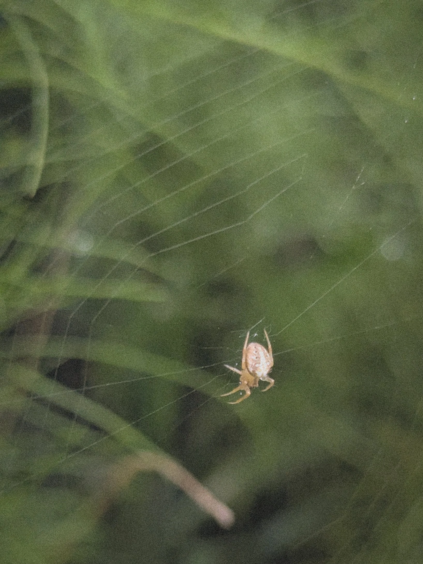 Orb Weaver Spider.jpg