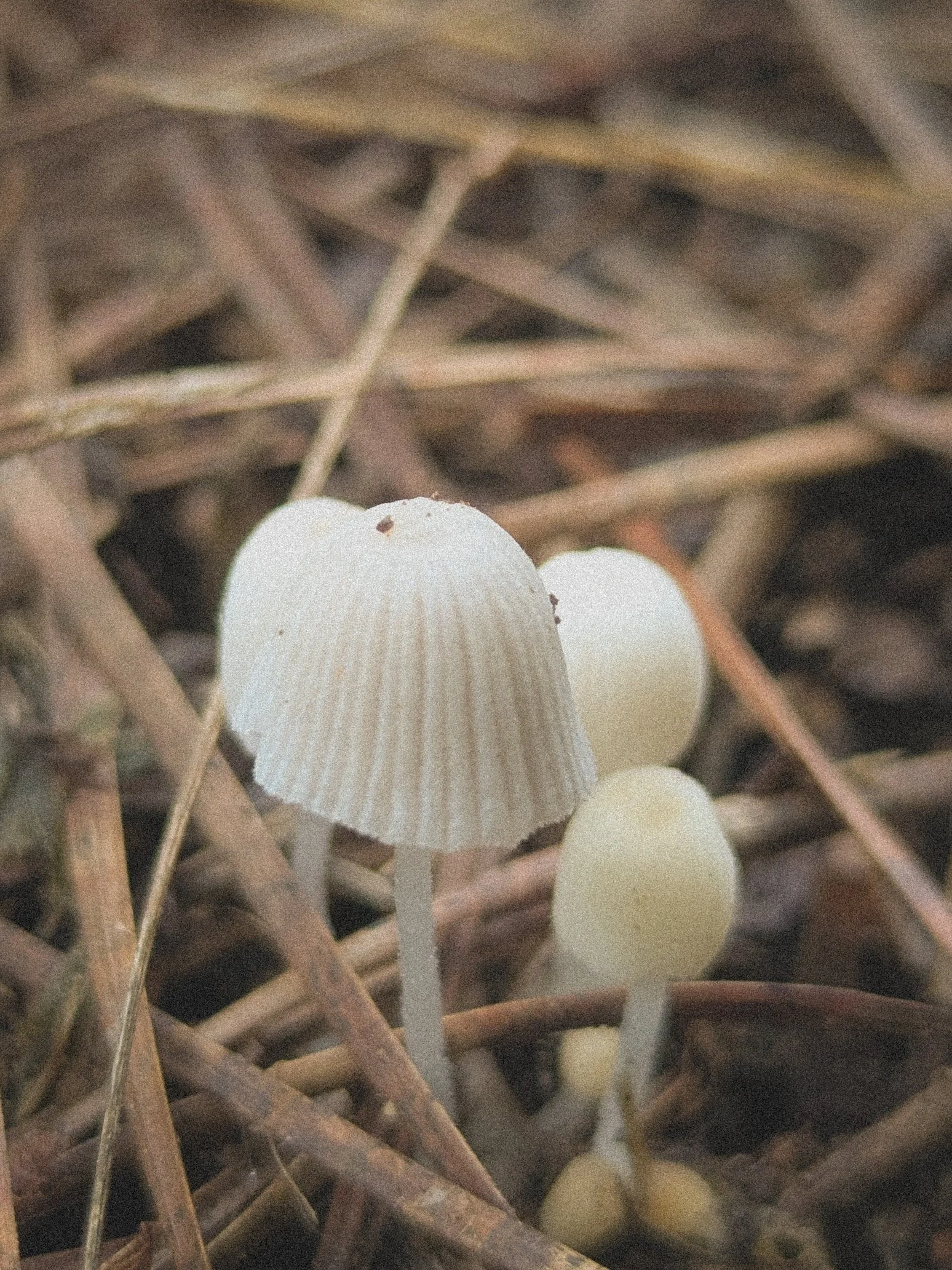 Fairy Inkcap Mushroom.jpg