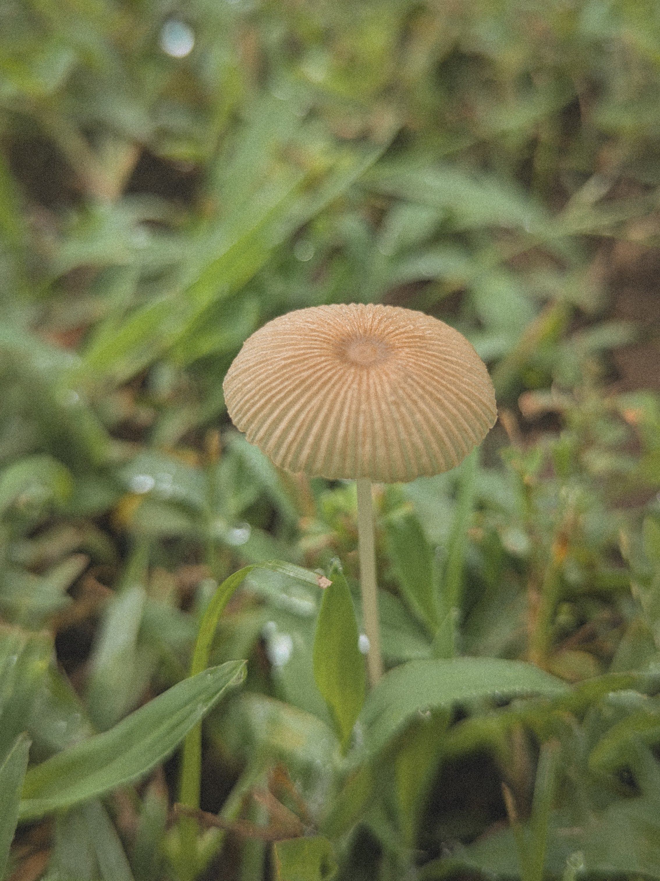 Pleated Inkcap Mushroom.jpg