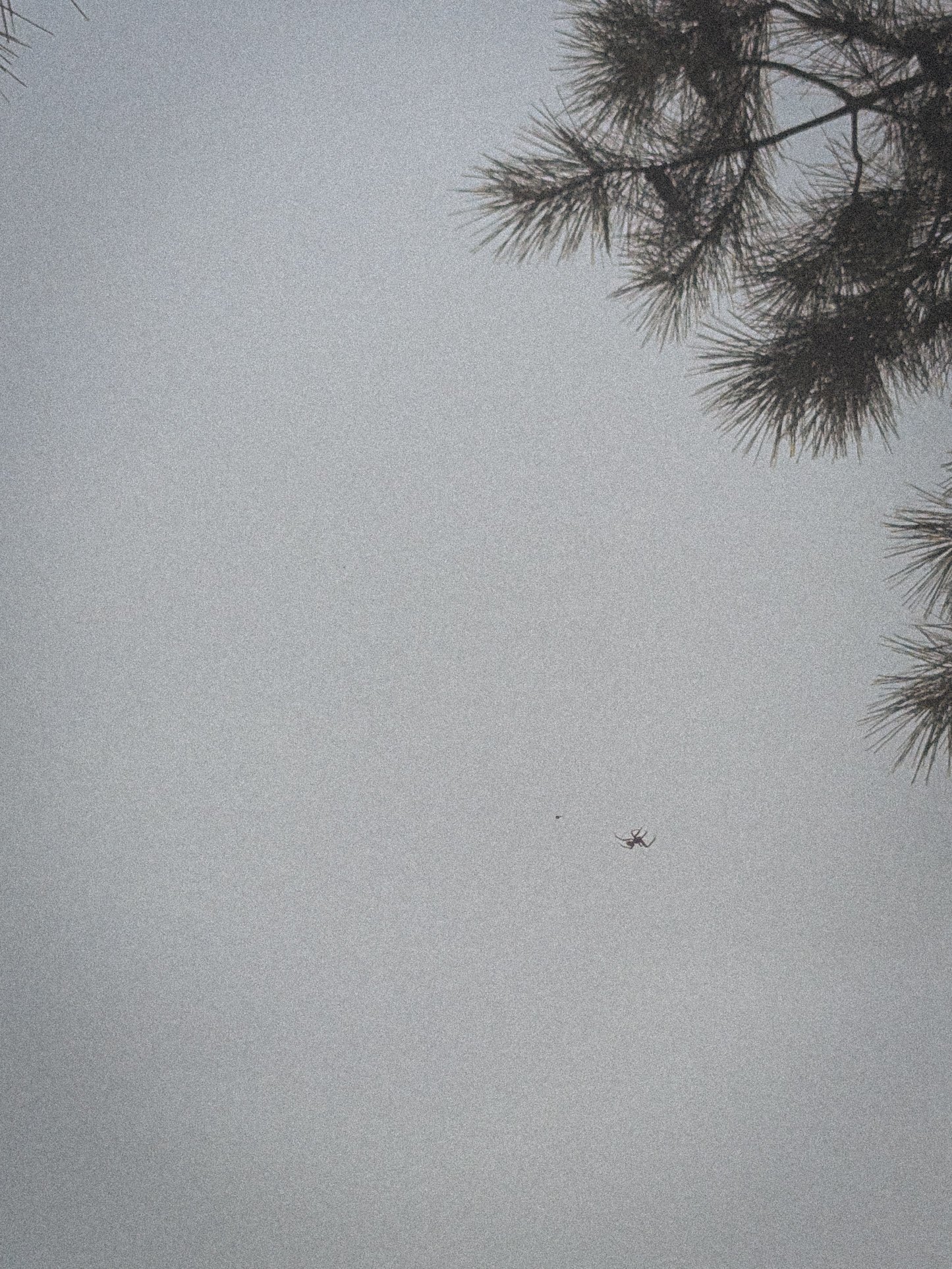 Spider No. 1.jpg