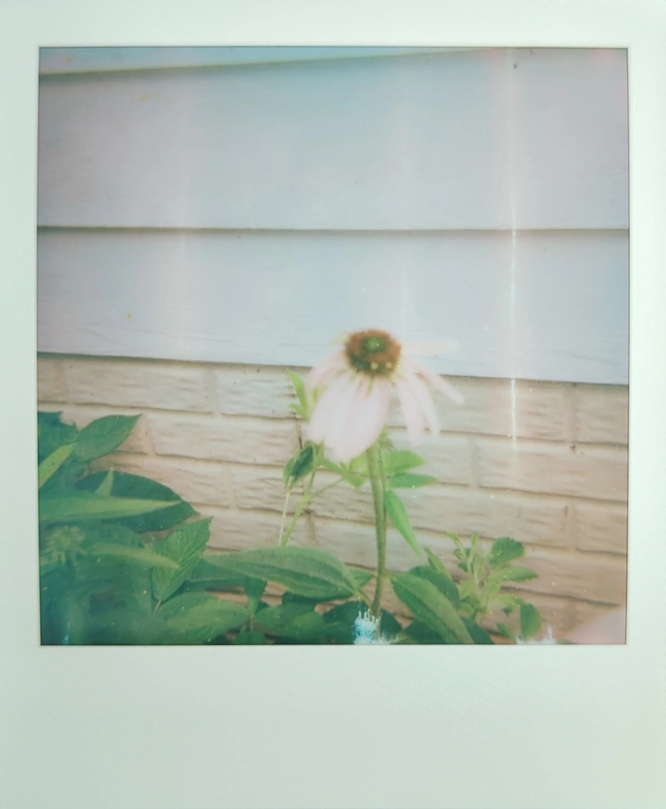 when a flower blooms front.jpg