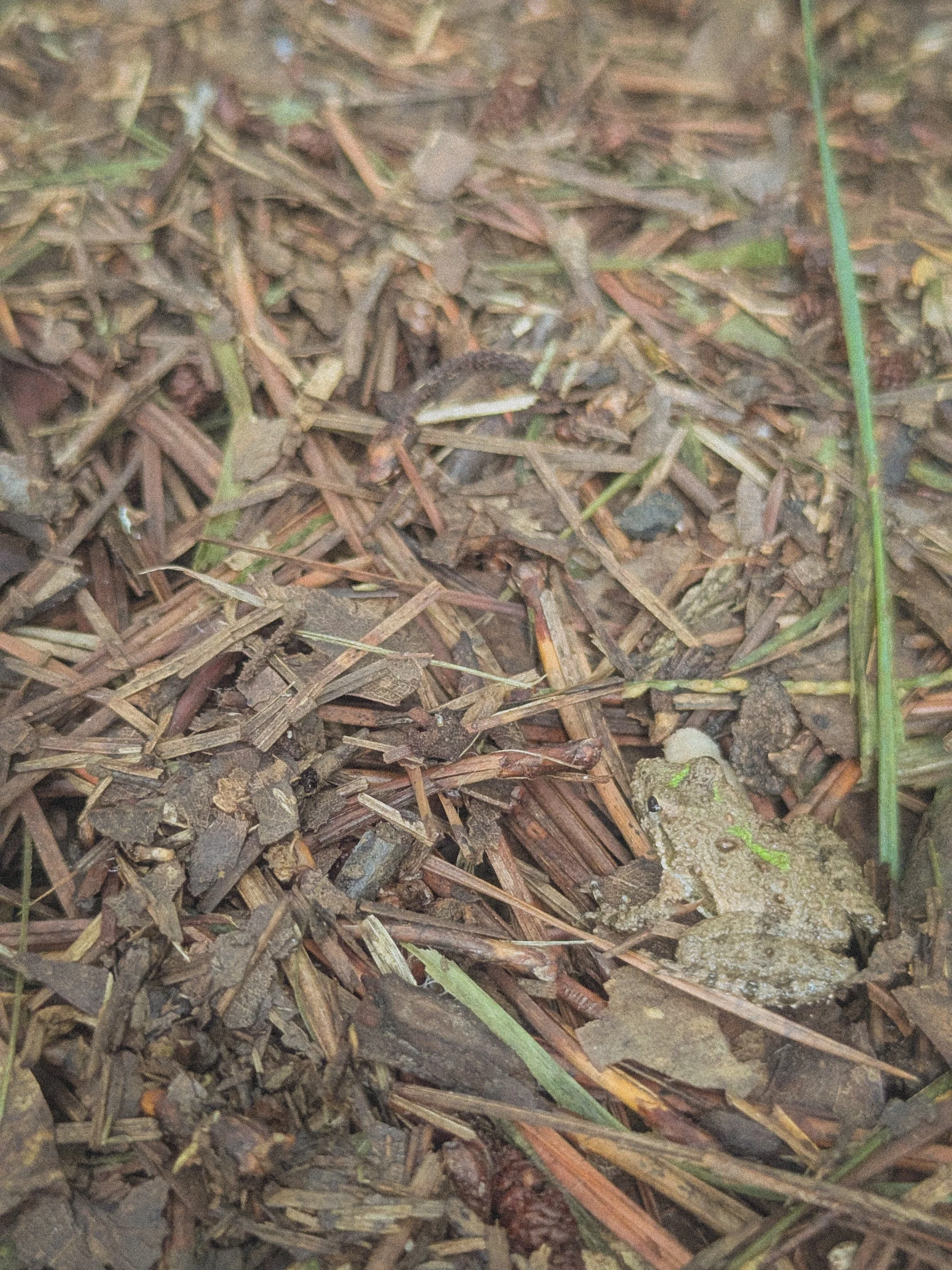 Cricket Frog.jpg