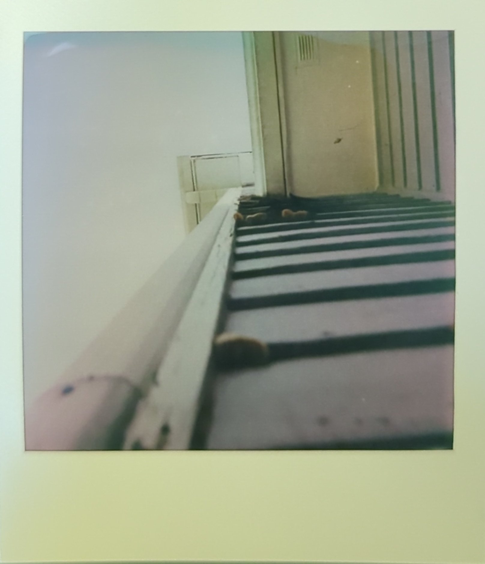 a polaroid photo of mushrooms on the side of a house