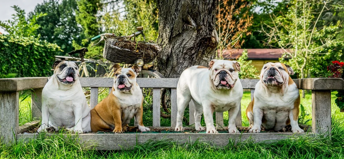 dieren fotografie buiten