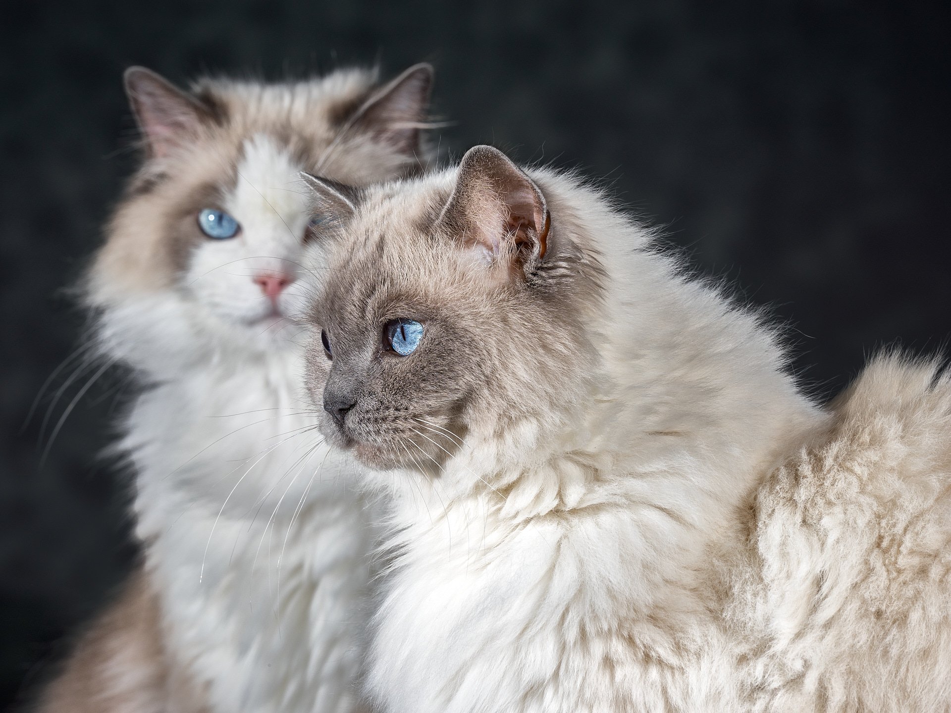 dieren fotografie in de studio