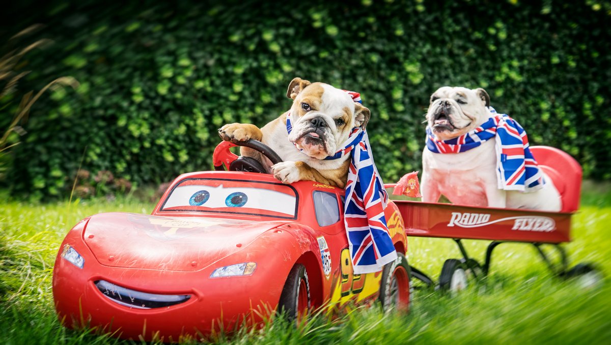 dieren fotografie buiten