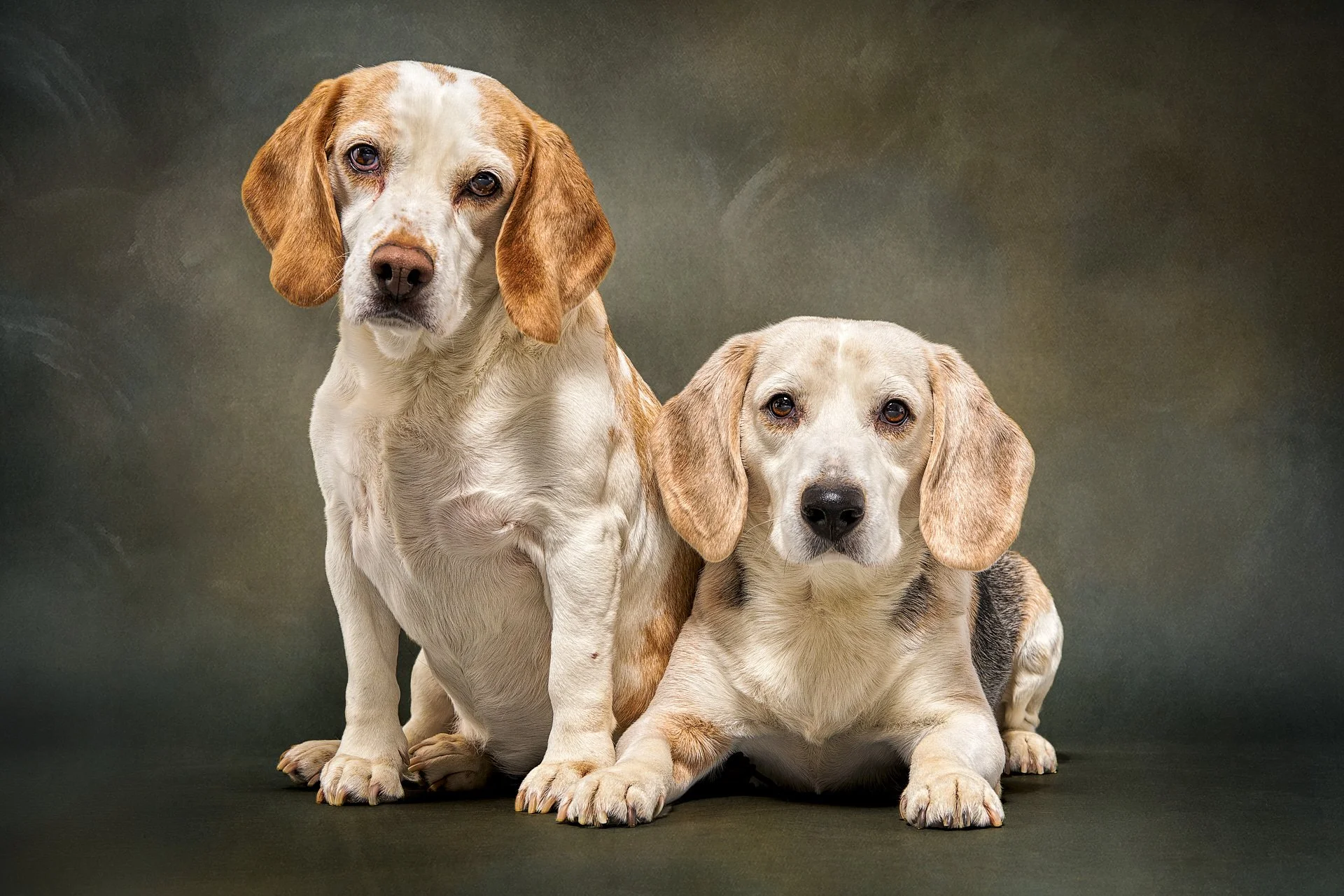 dieren fotografie in de studio