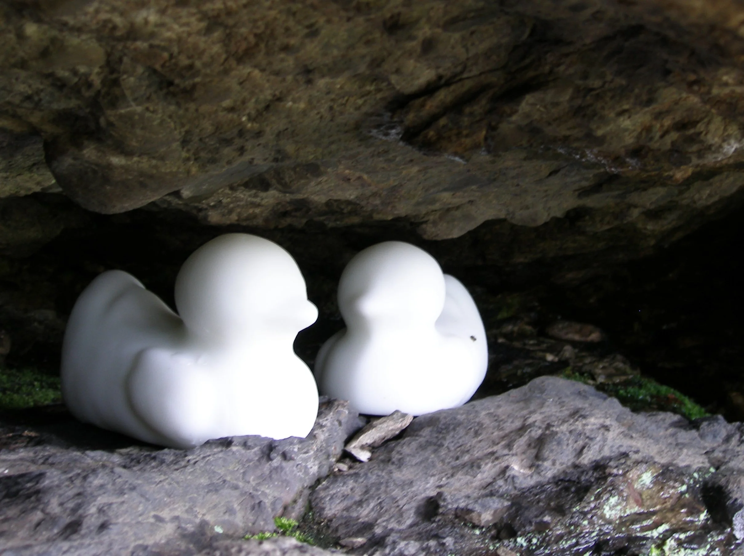 White Ducks - Linda Ross