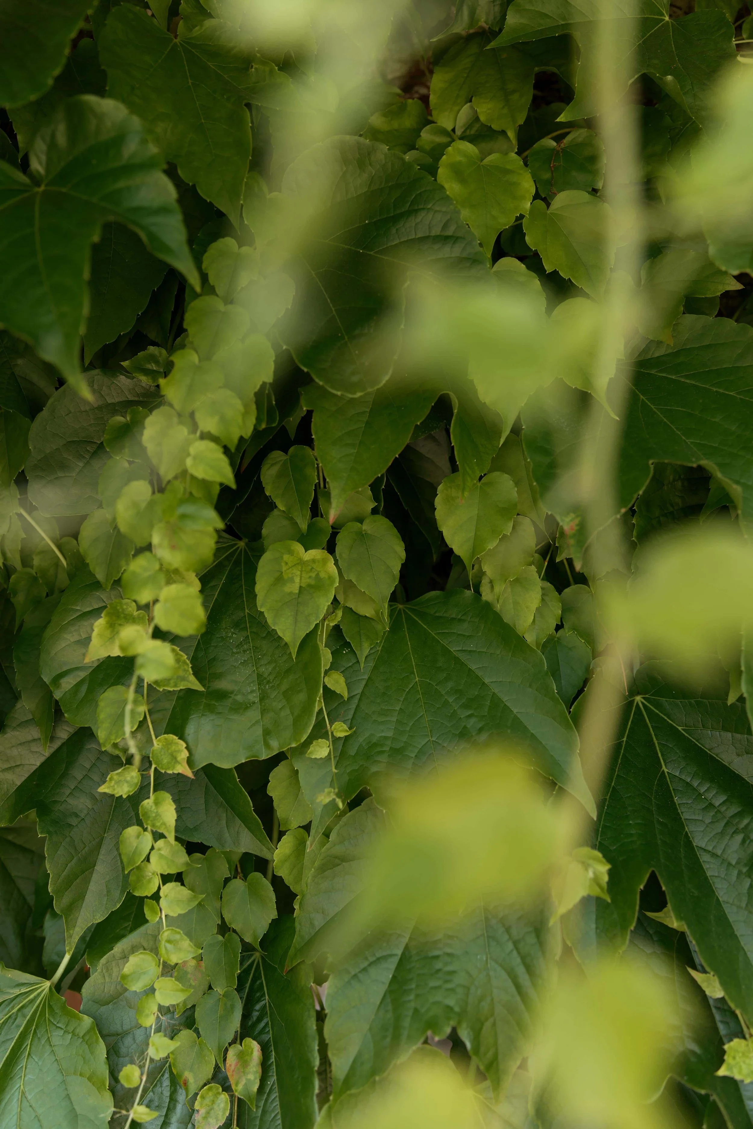 leafs detail 23-smaller.jpg