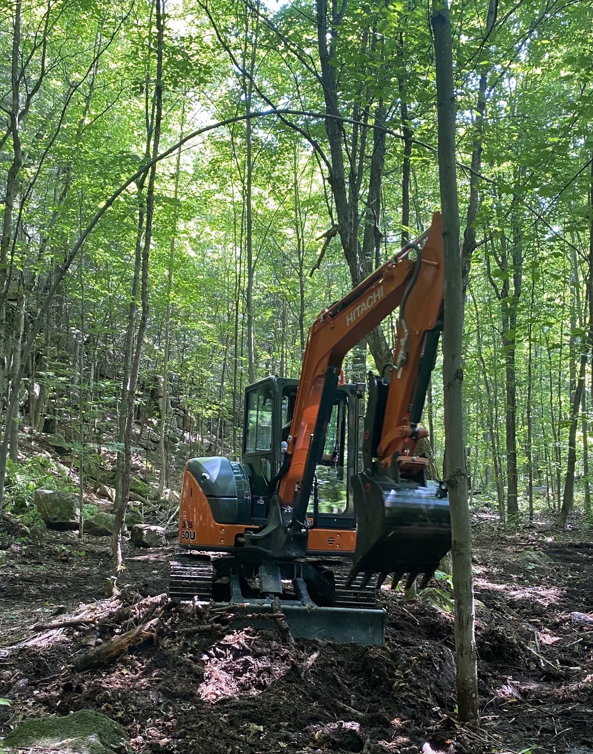 Pelle forêt.jpg