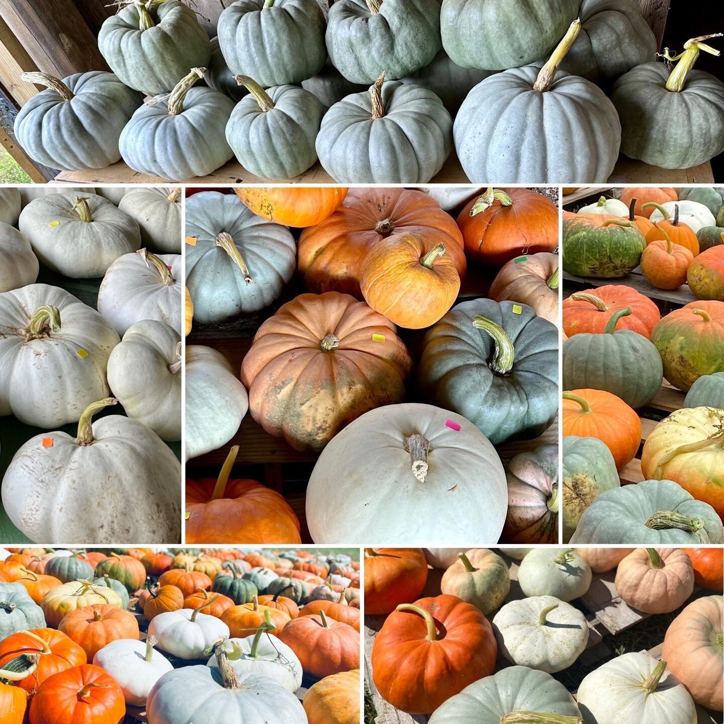 PUMPKINS! PUMPKINS! PUMPKINS! We are super excited to start selling these beauties this weekend. We look forward to seeing everyone. Our hours this weekend, September 23-24, will be Saturday 9-3 and Sunday 1-3. Our address is 4243 Reservoir Road, Kin