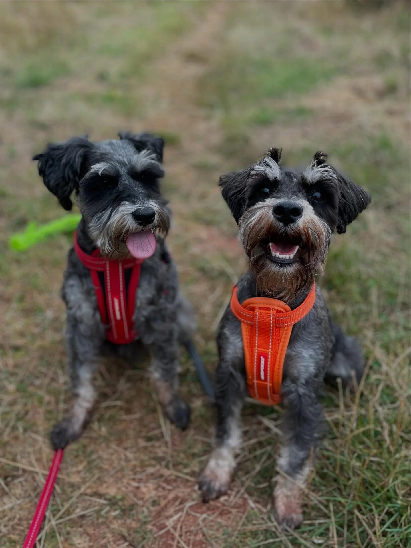 ✨ Monday faces ✨

And what gorgeous little happy faces they all have 💕

.
.
.
Torbay dog walker | Floofs &amp; Scroofs | Beach walks Paignton | Torquay woodland walks | Torbay trail walks | Group dog walks