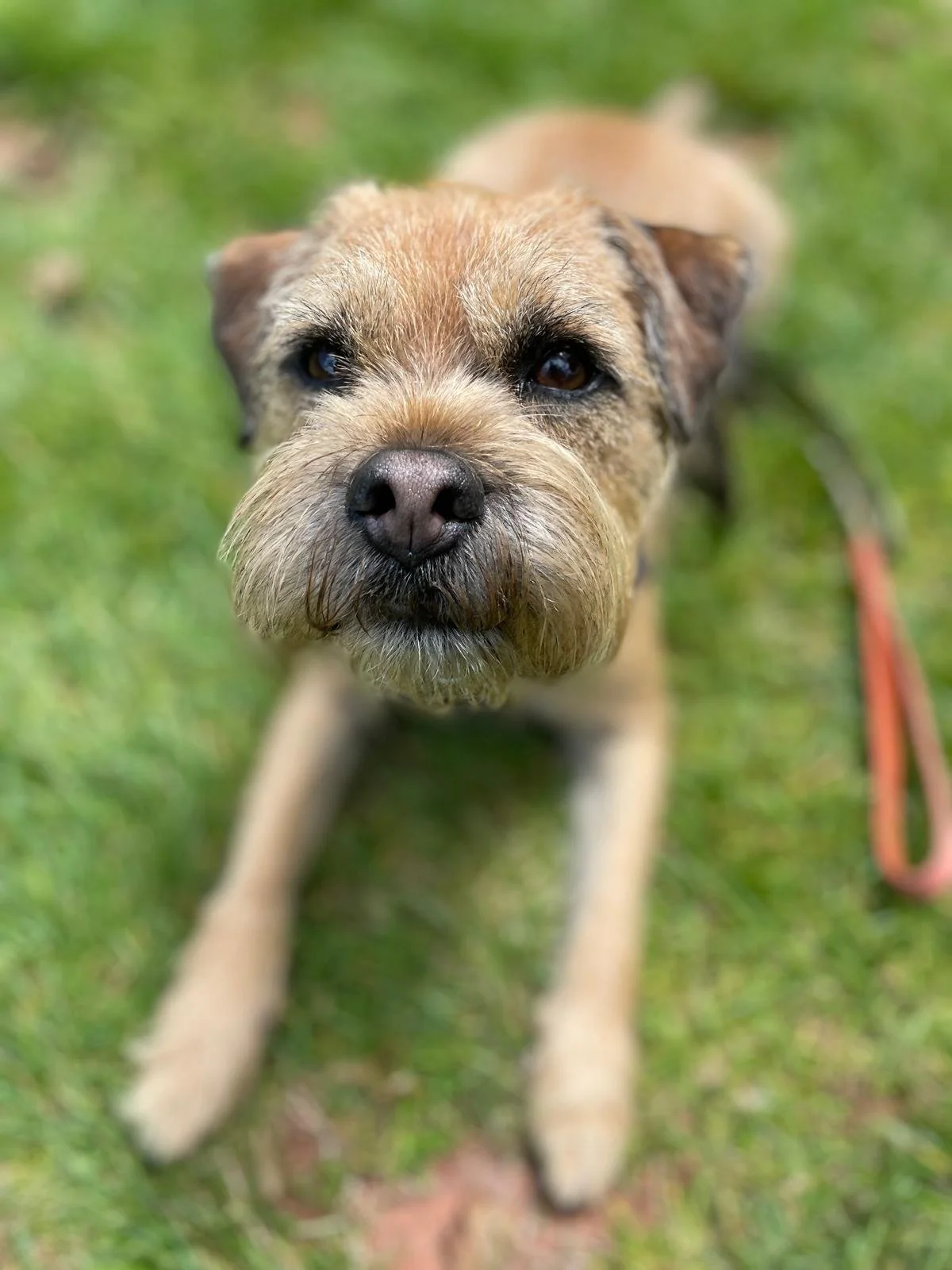 Close-up of a tan and brown dog with a black nose, lying on grass and looking into the camera.