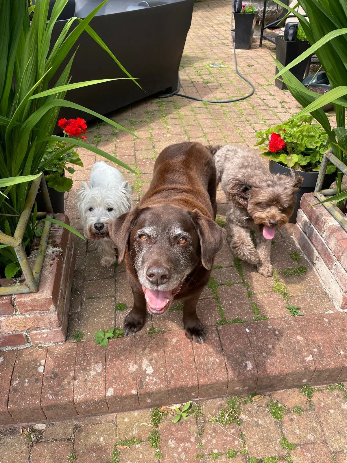 Three dogs standing on a brick patio surrounded by potted plants and green foliage, with one dog in front smiling at the camera.