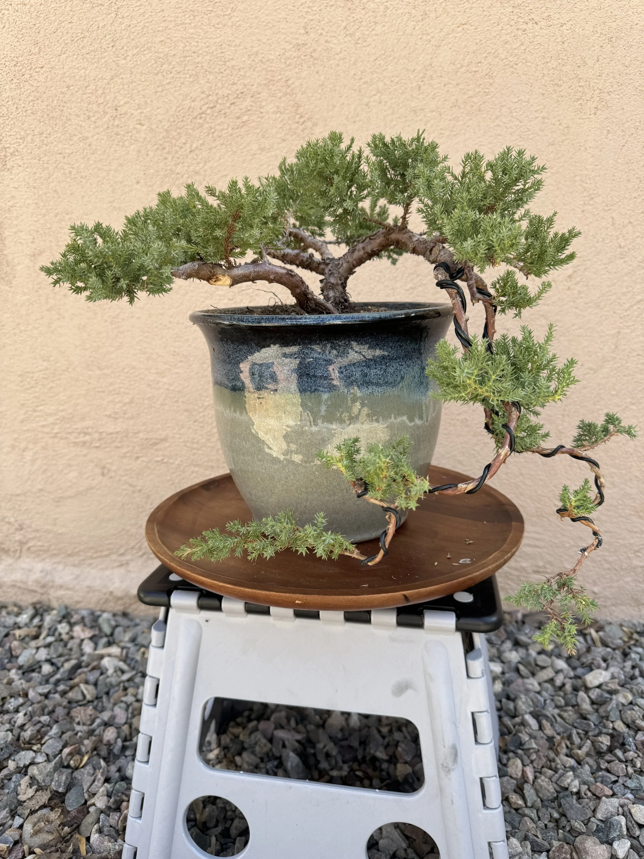 Bonsai