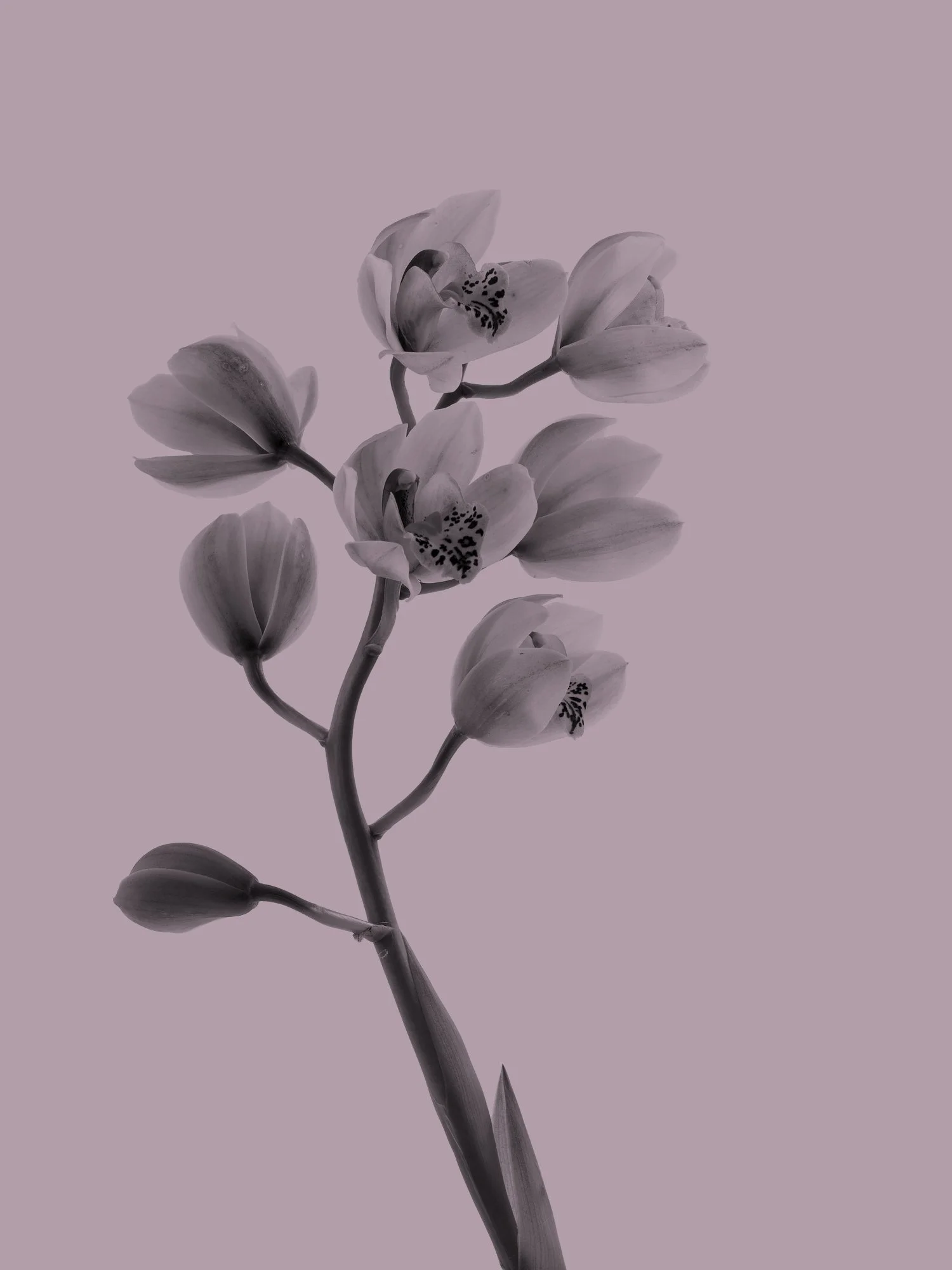 black and white photo of a flower with purple overlay