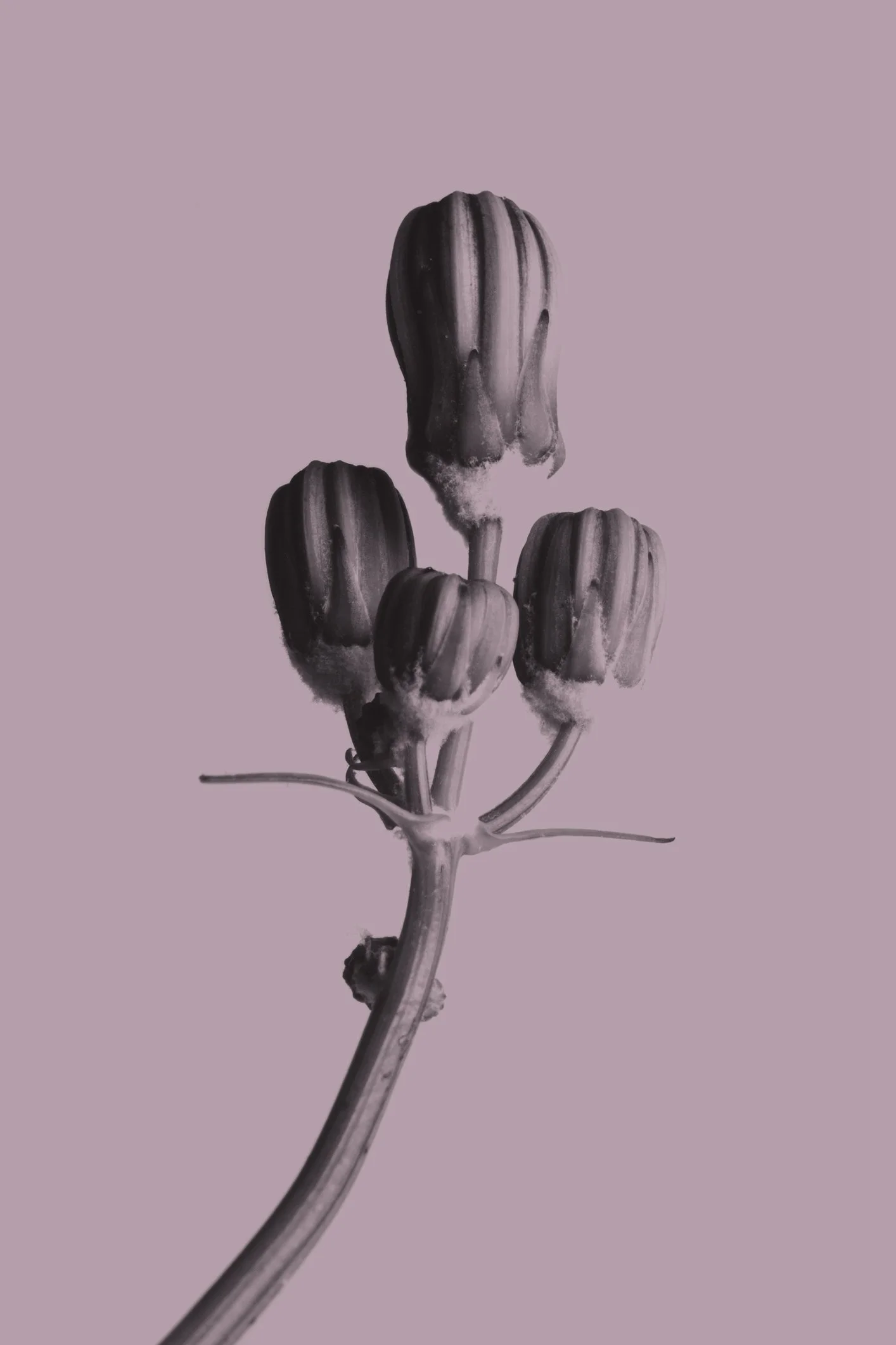 black and white photo of a flower with purple overlay