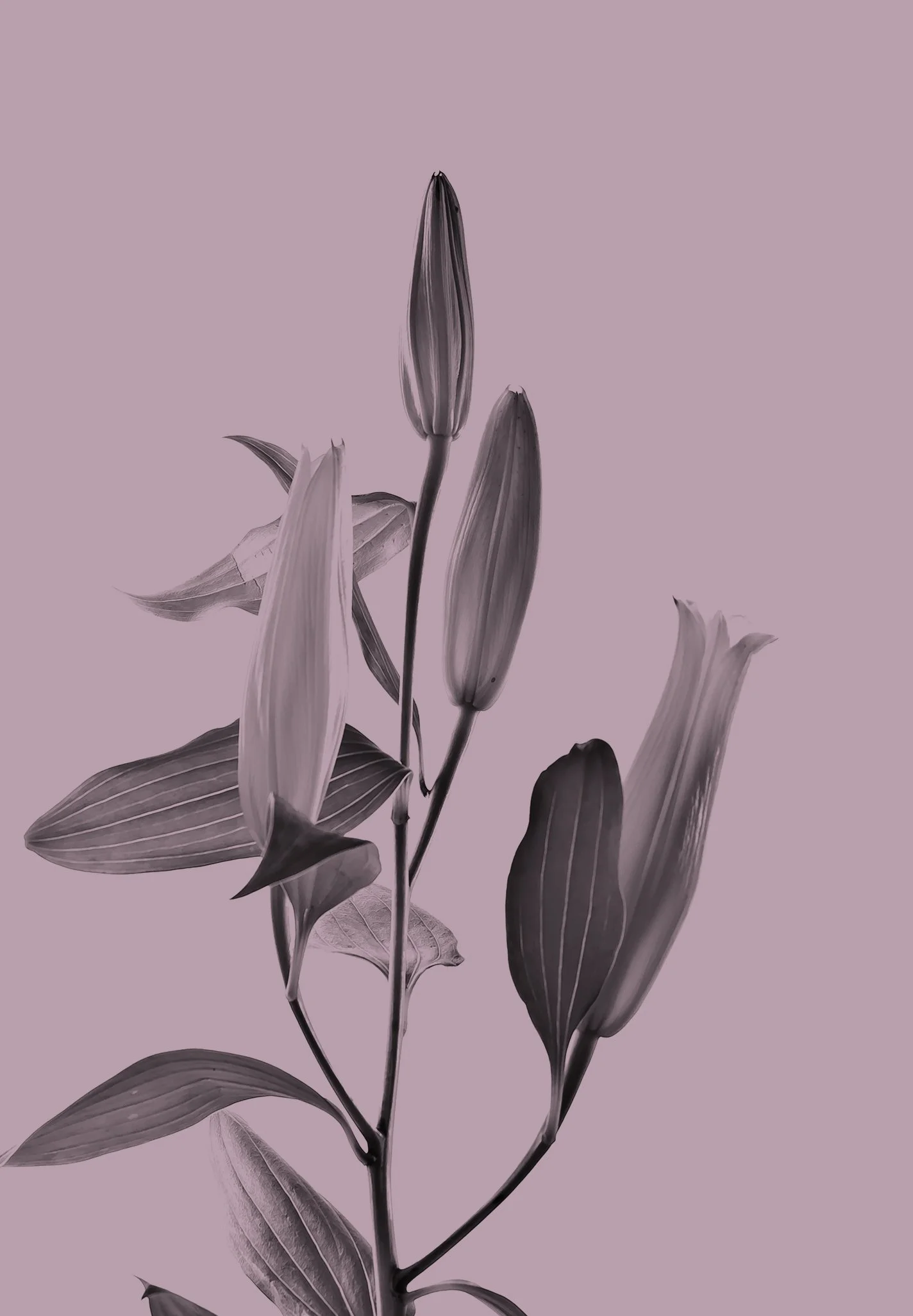 Black and white photo of a flower with purple overlay