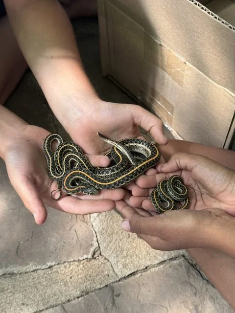 Two people holding a small group of garter snakes with black and yellow stripes.