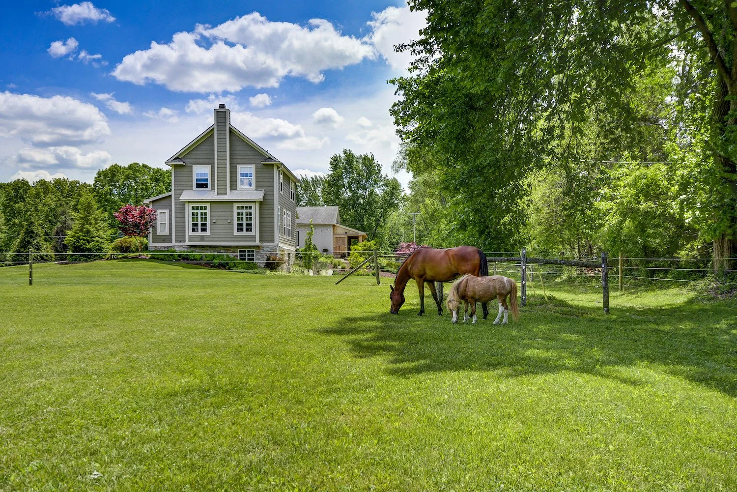 Silver_Maple_60 (1).jpg