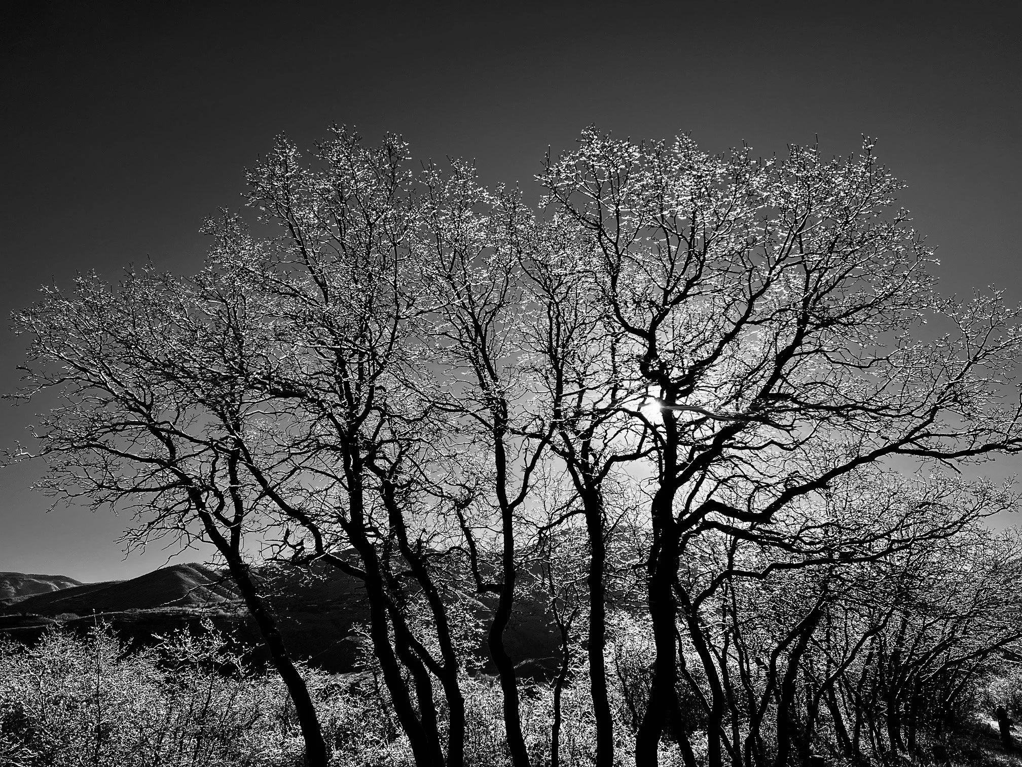 June 2024 ERNEMANN REPORT