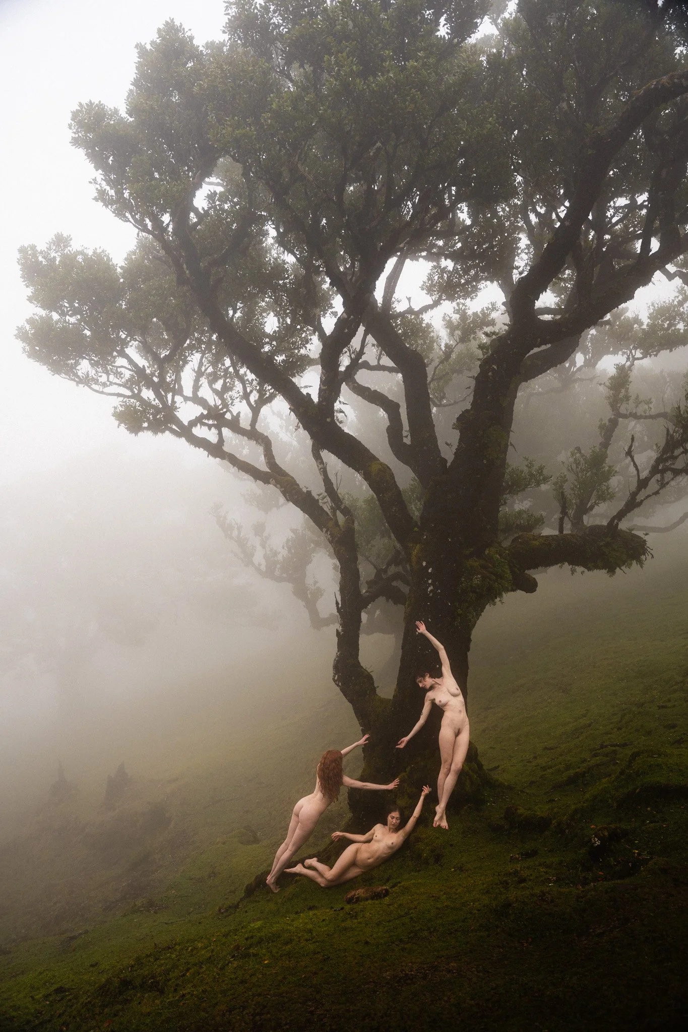 2026-Madeira-Fanal-58.jpg