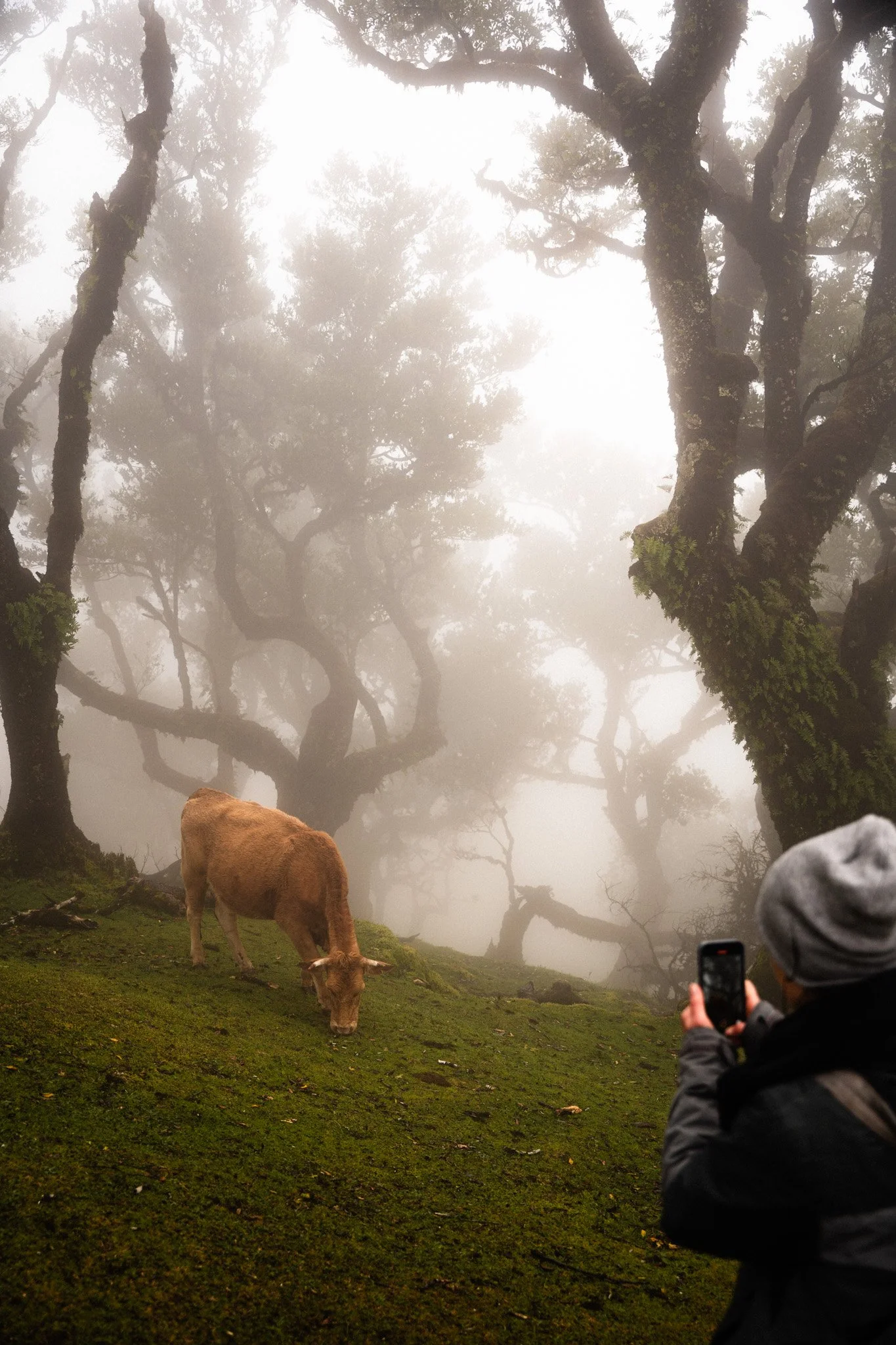2026-Madeira-Fanal-109.jpg