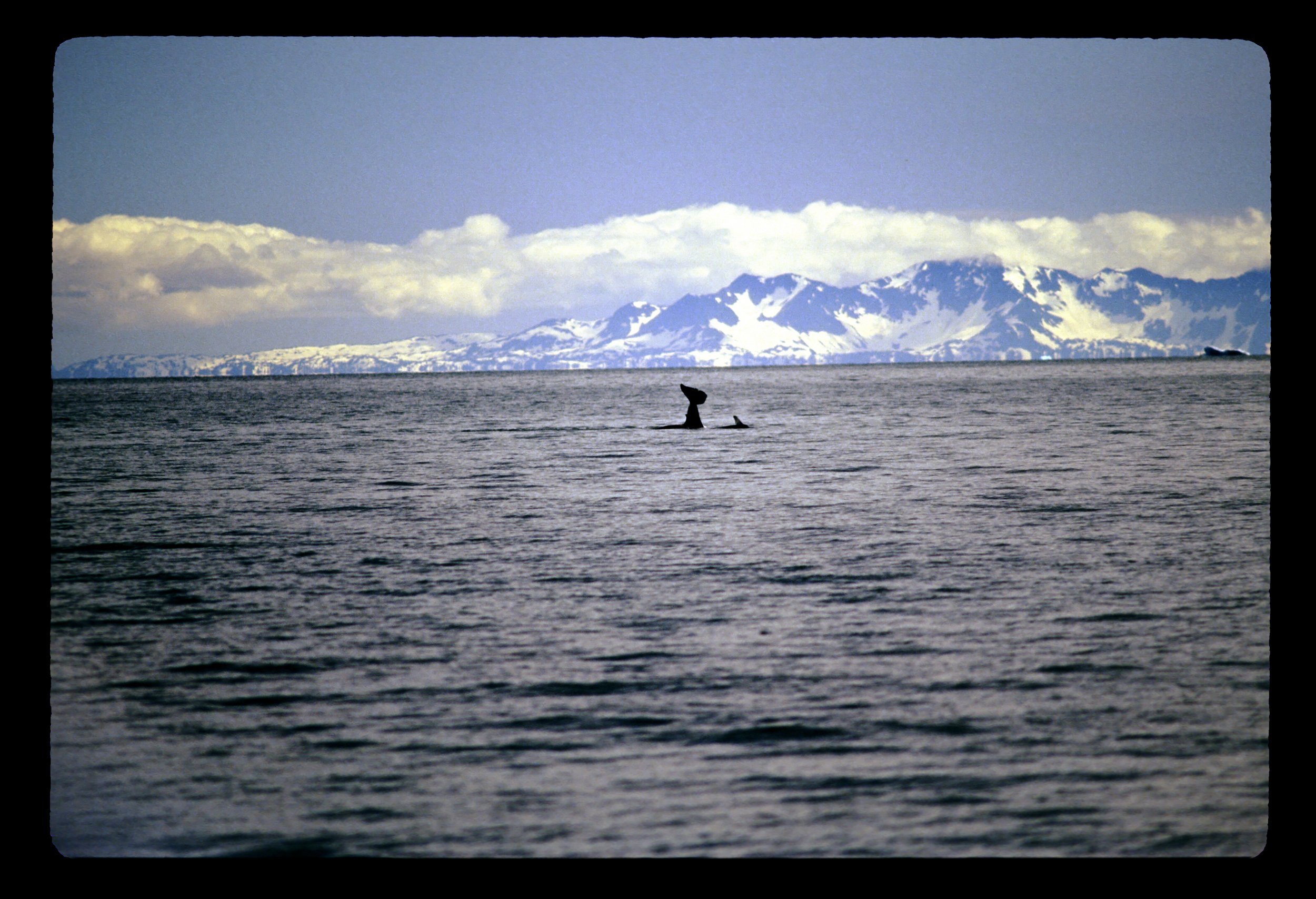 Alaska Whale.jpg