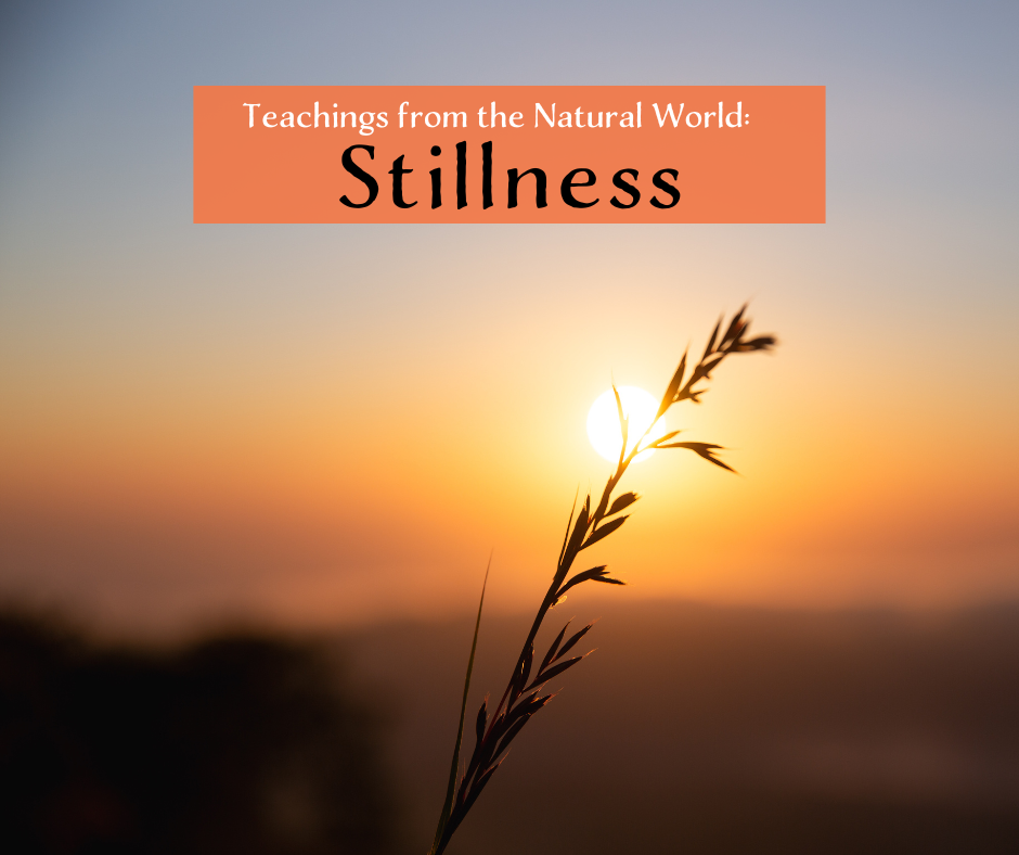 Teaching from the Natural World: Stillness