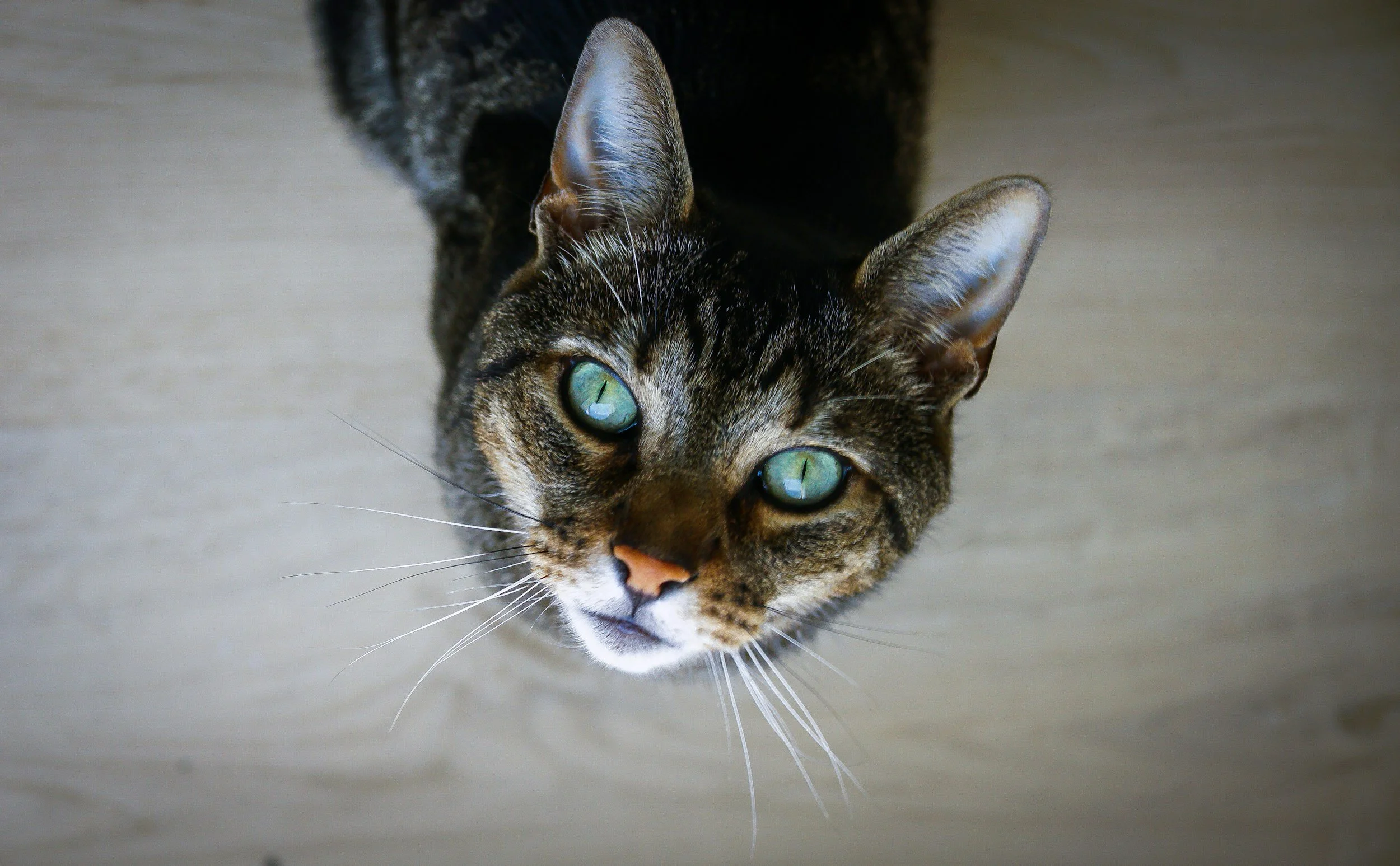 Beef Liver and Beef Heart for Cats: Taurine and Safe Amounts