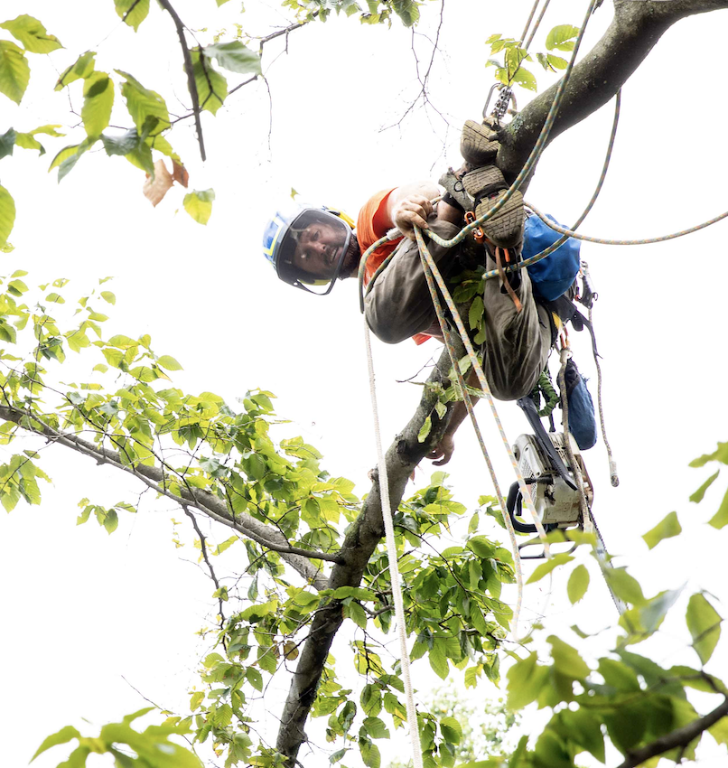 S.B. Tree Service Cincinnati