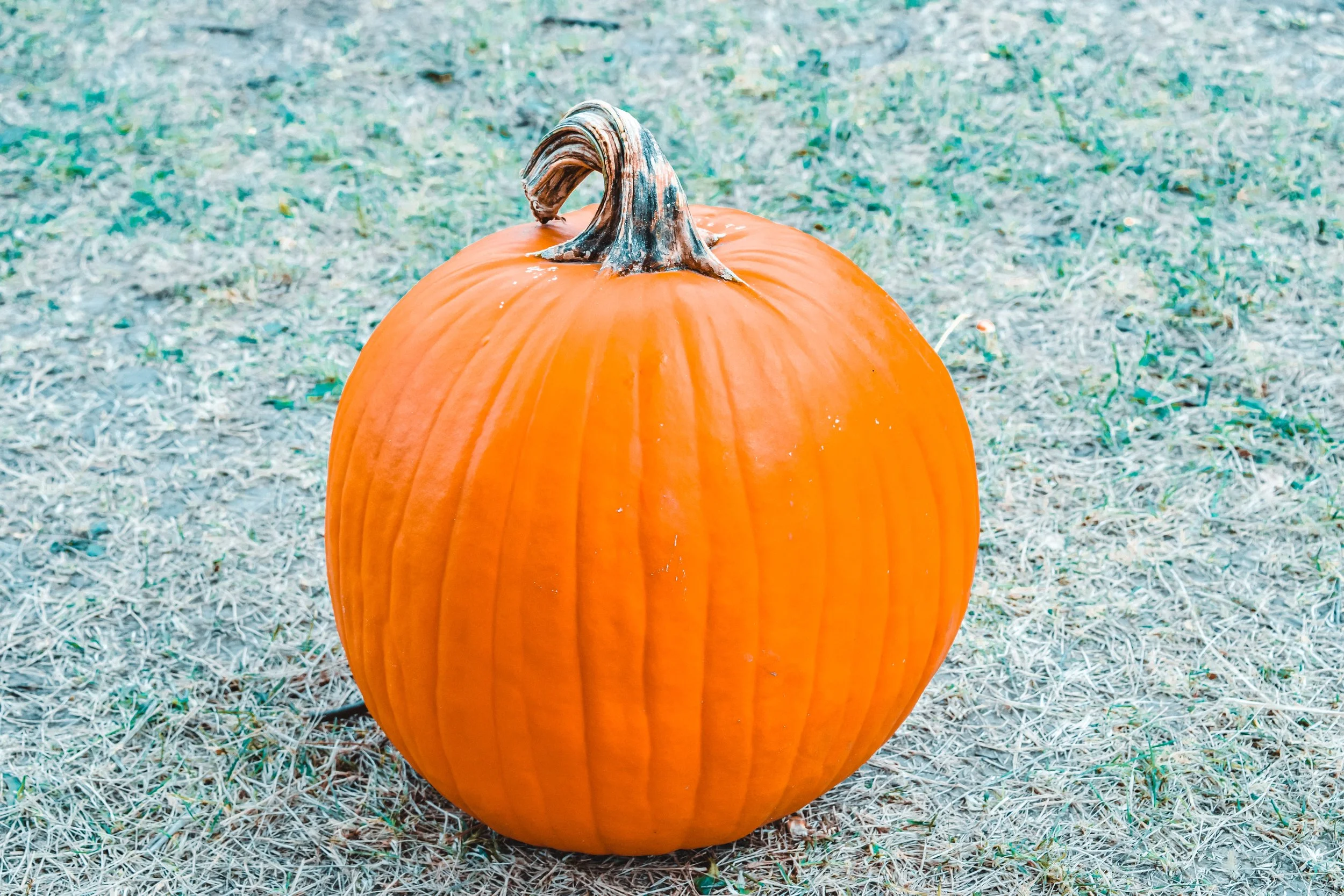 pumpkin (1).jpg