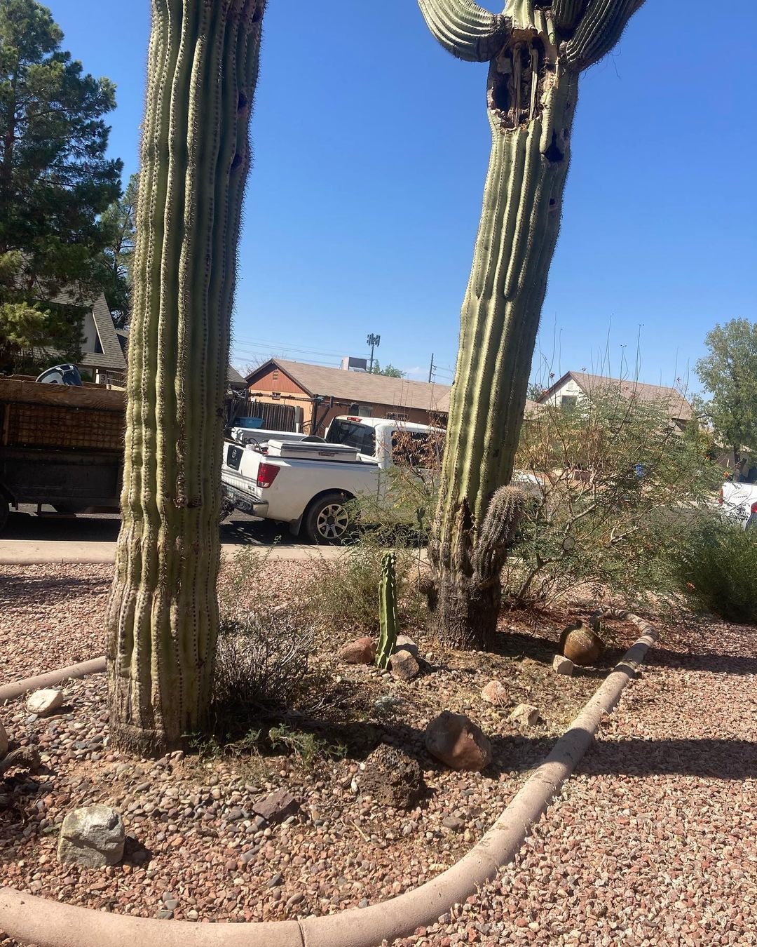 Before and After, Tree Removal Services, Valley of The Sun Landscaping2.jpg