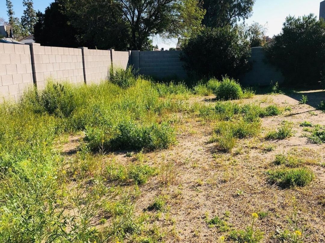 Six Months Post Weed Control, Valley Of The Sun Landscaping, Phoenix AZ, Before.jpg