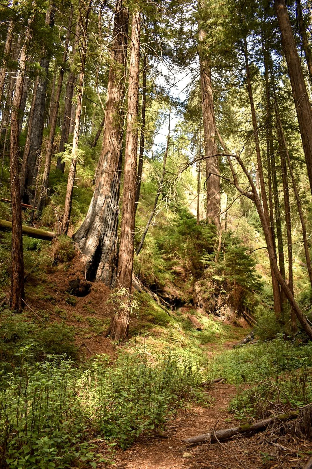 Big Sur Fall Fest