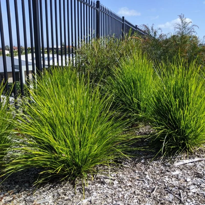 Lomandra 'Lime Tuff'